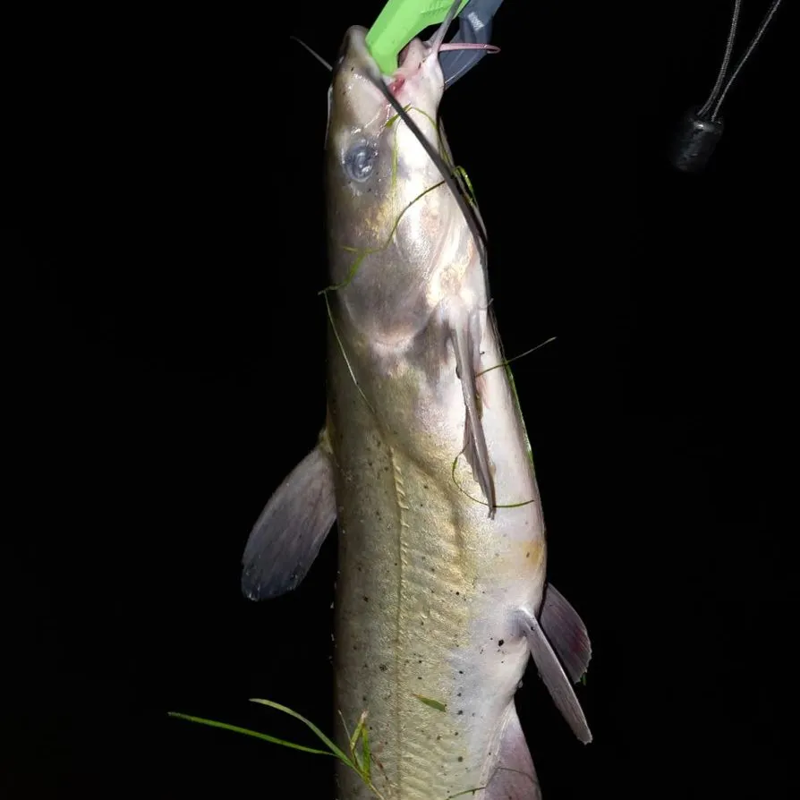 Channel catfish caught on Fishbrain