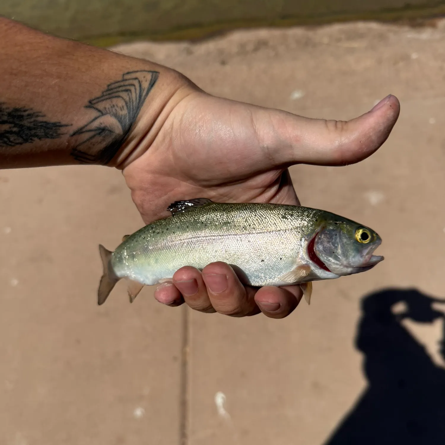 recently logged catches