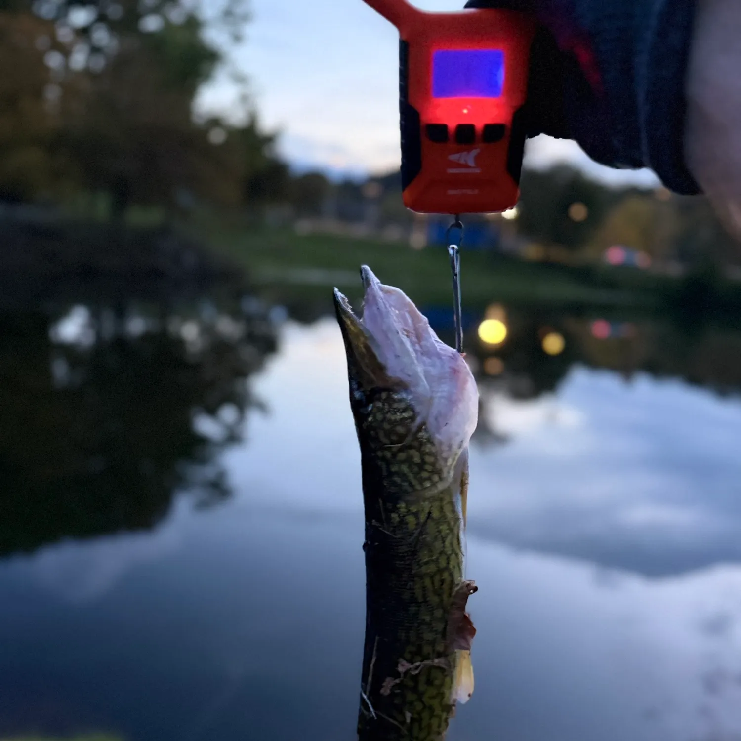 Chain pickerel caught on Fishbrain