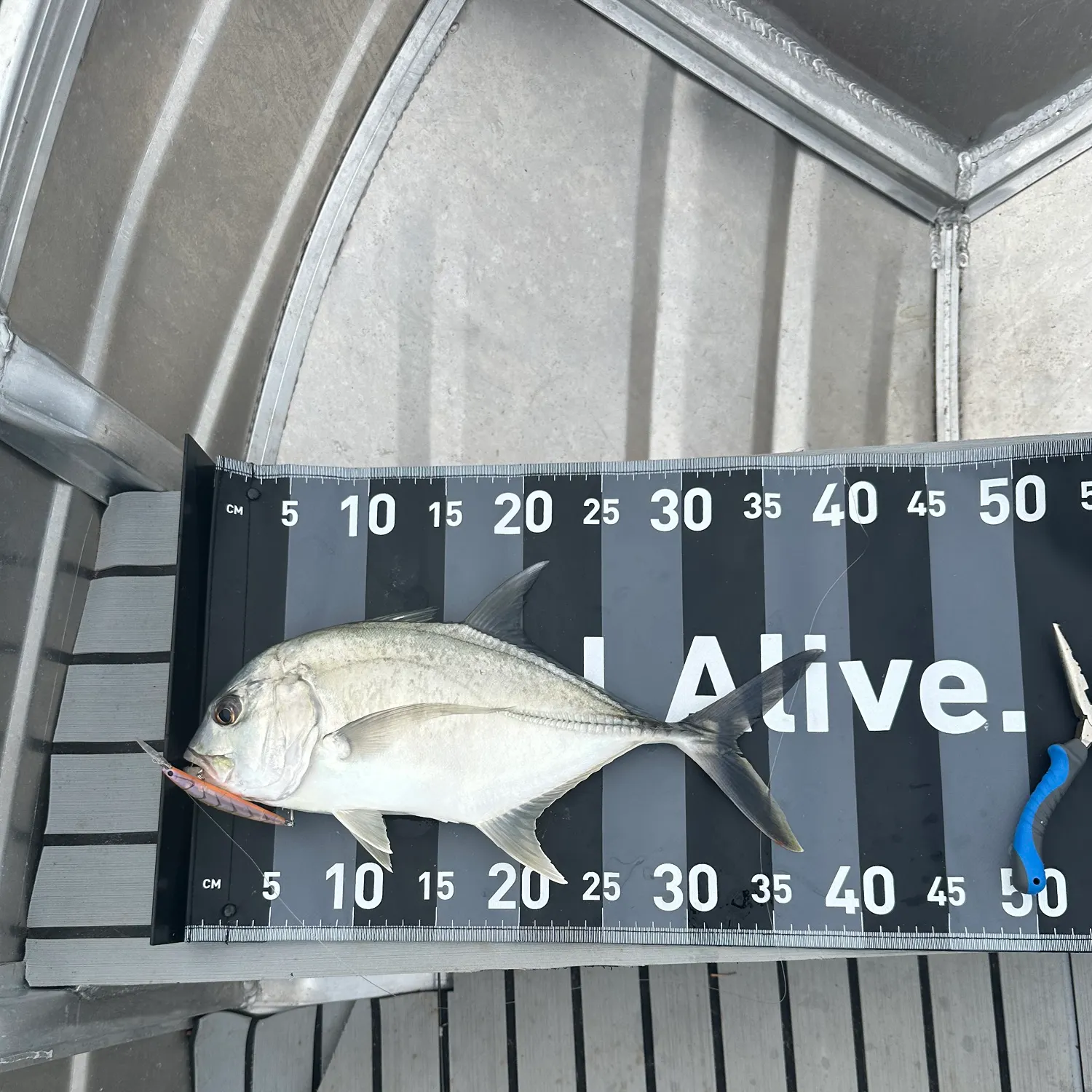 The most recent Giant trevally catches on Fishbrain