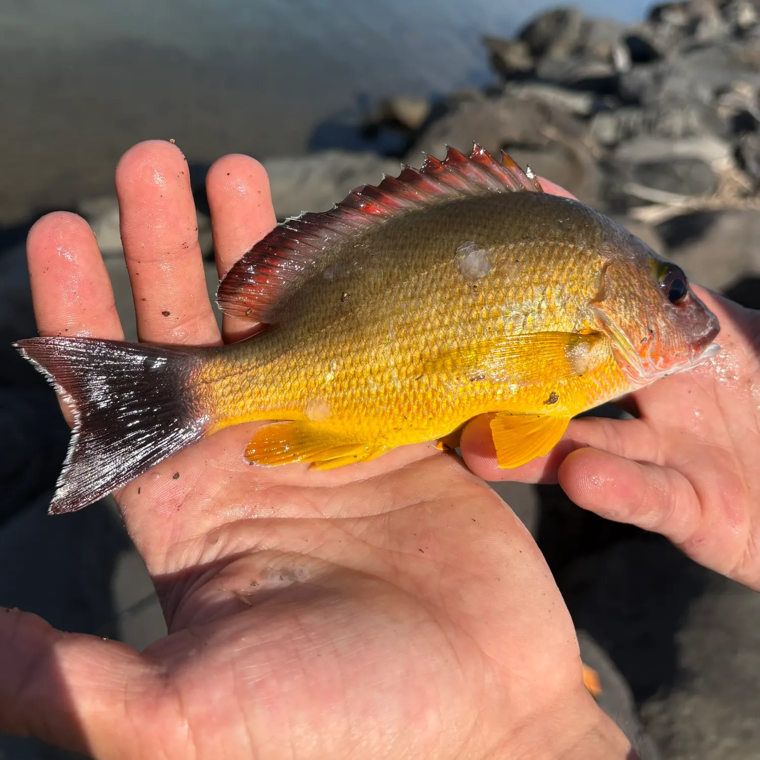 catch