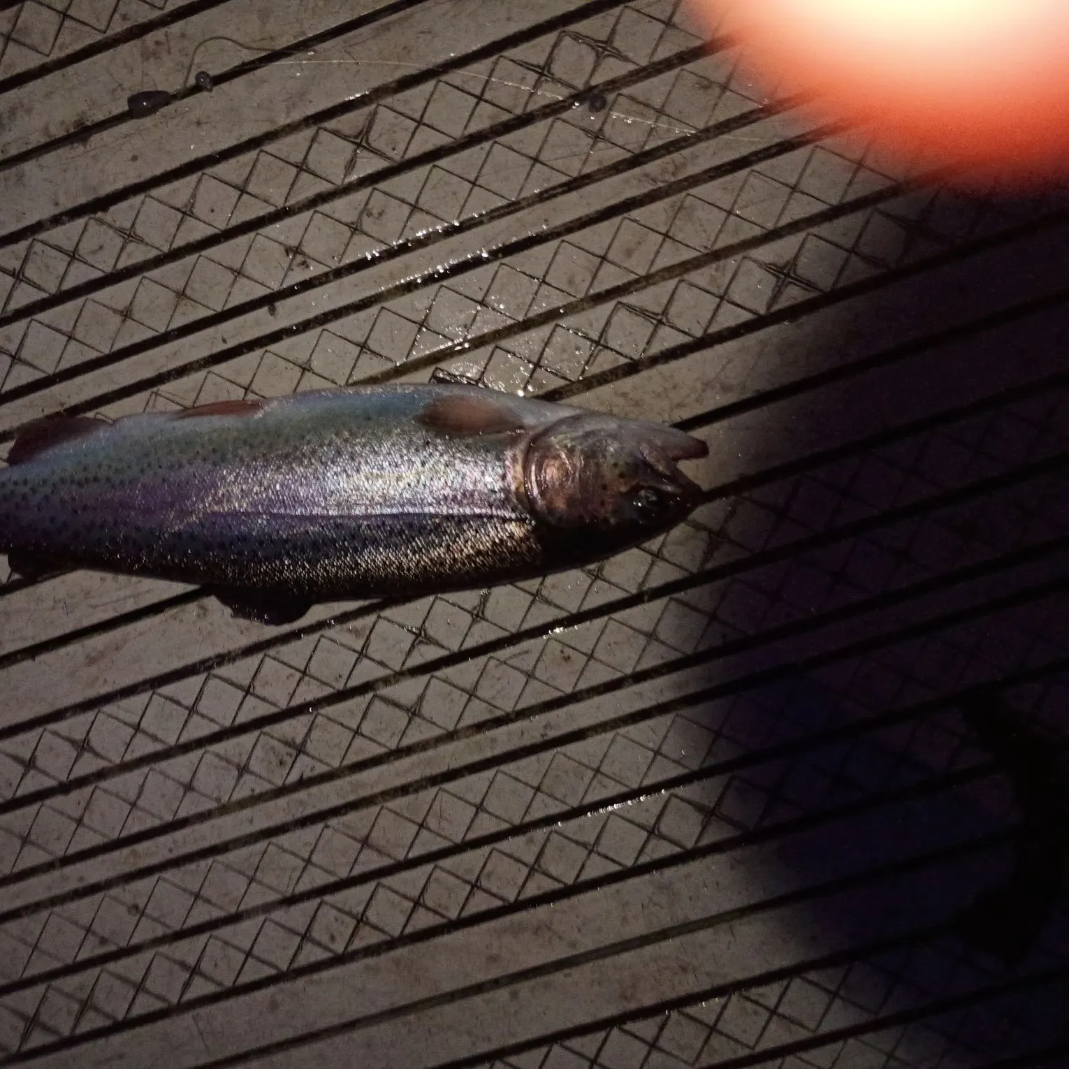 Rainbow trout caught on Fishbrain