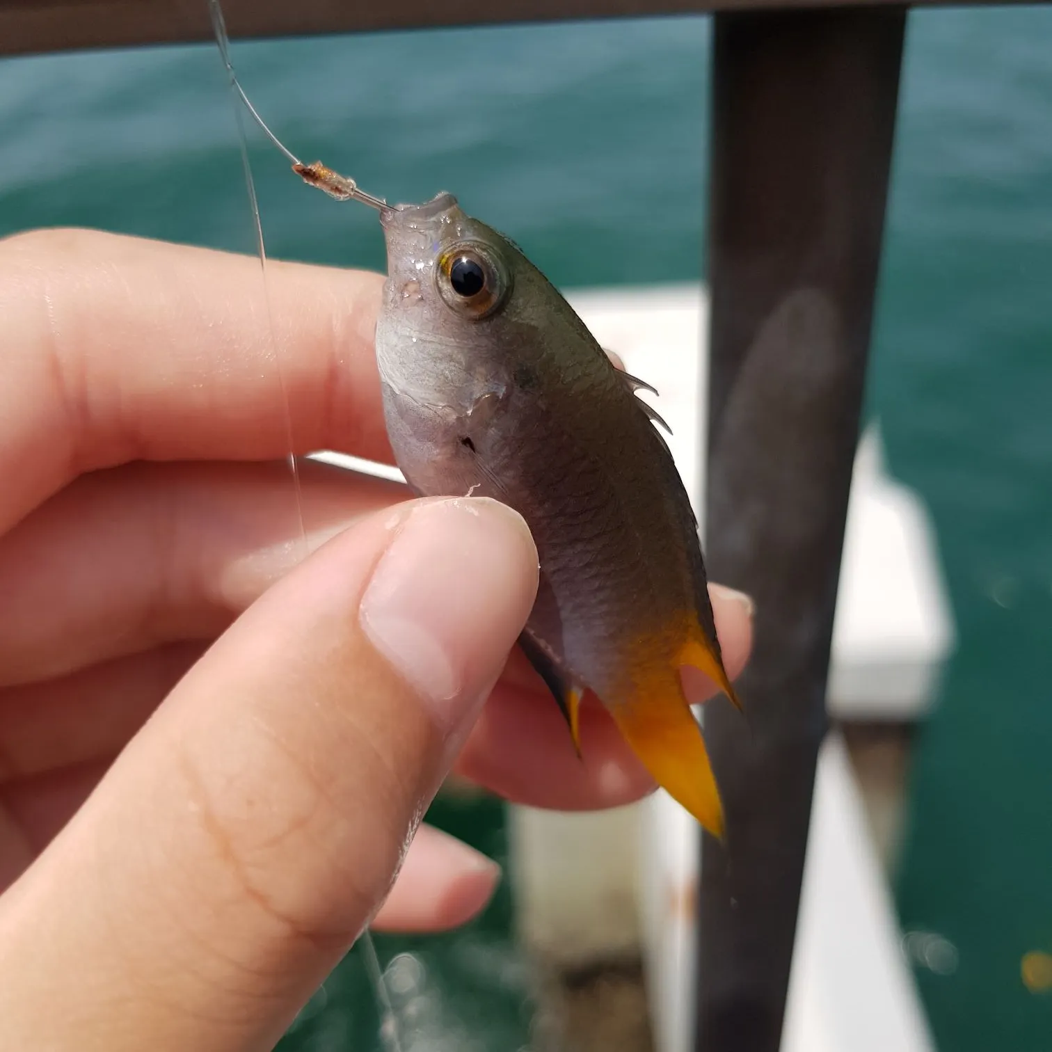 The most recent Yellowtail damselfish catches on Fishbrain