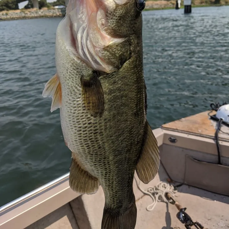 angler catch