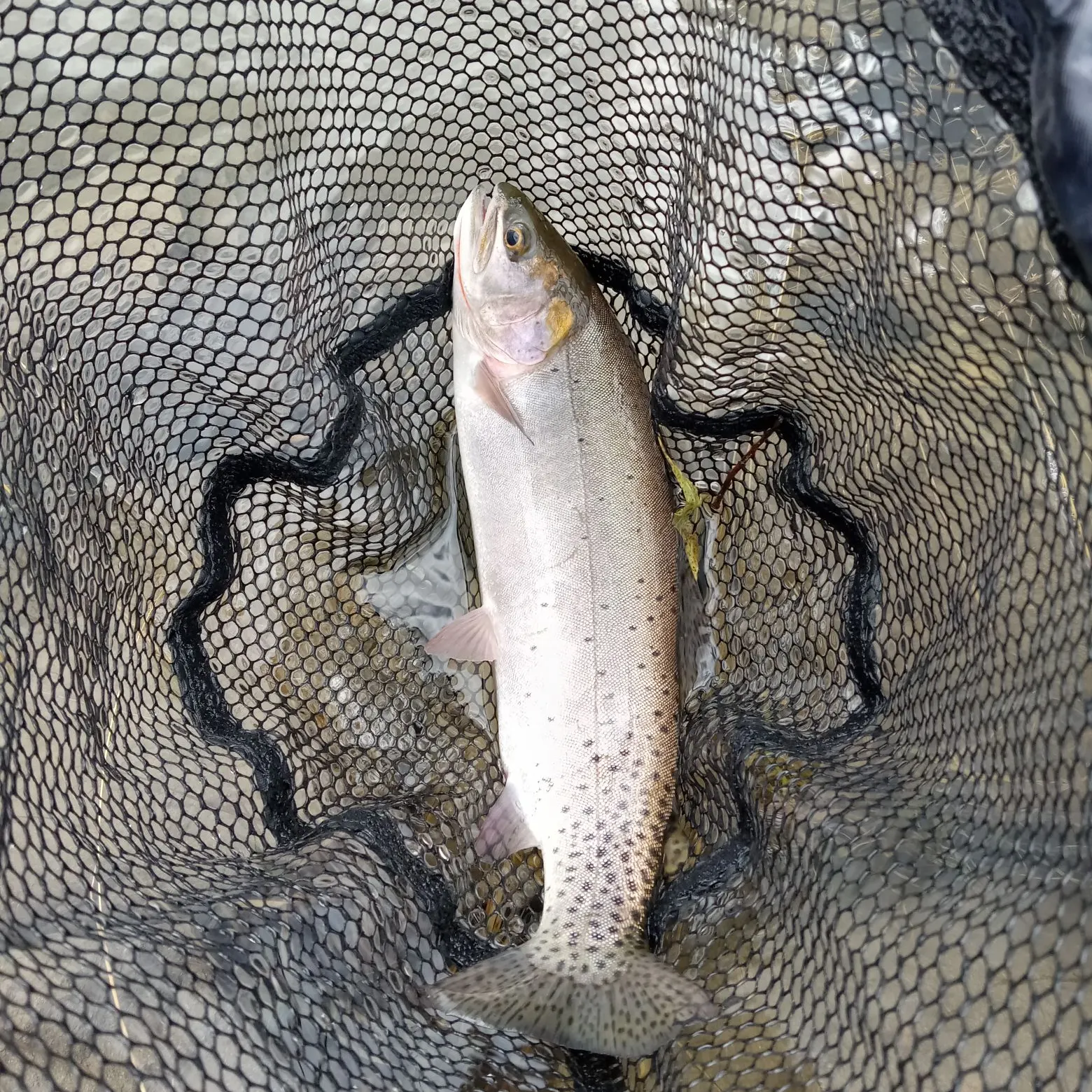 The most recent Colorado river cutthroat trout catches on Fishbrain