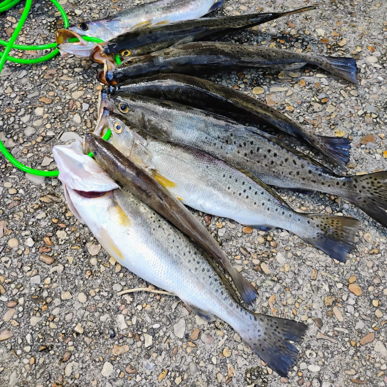 Spotted seatrout caught on Fishbrain