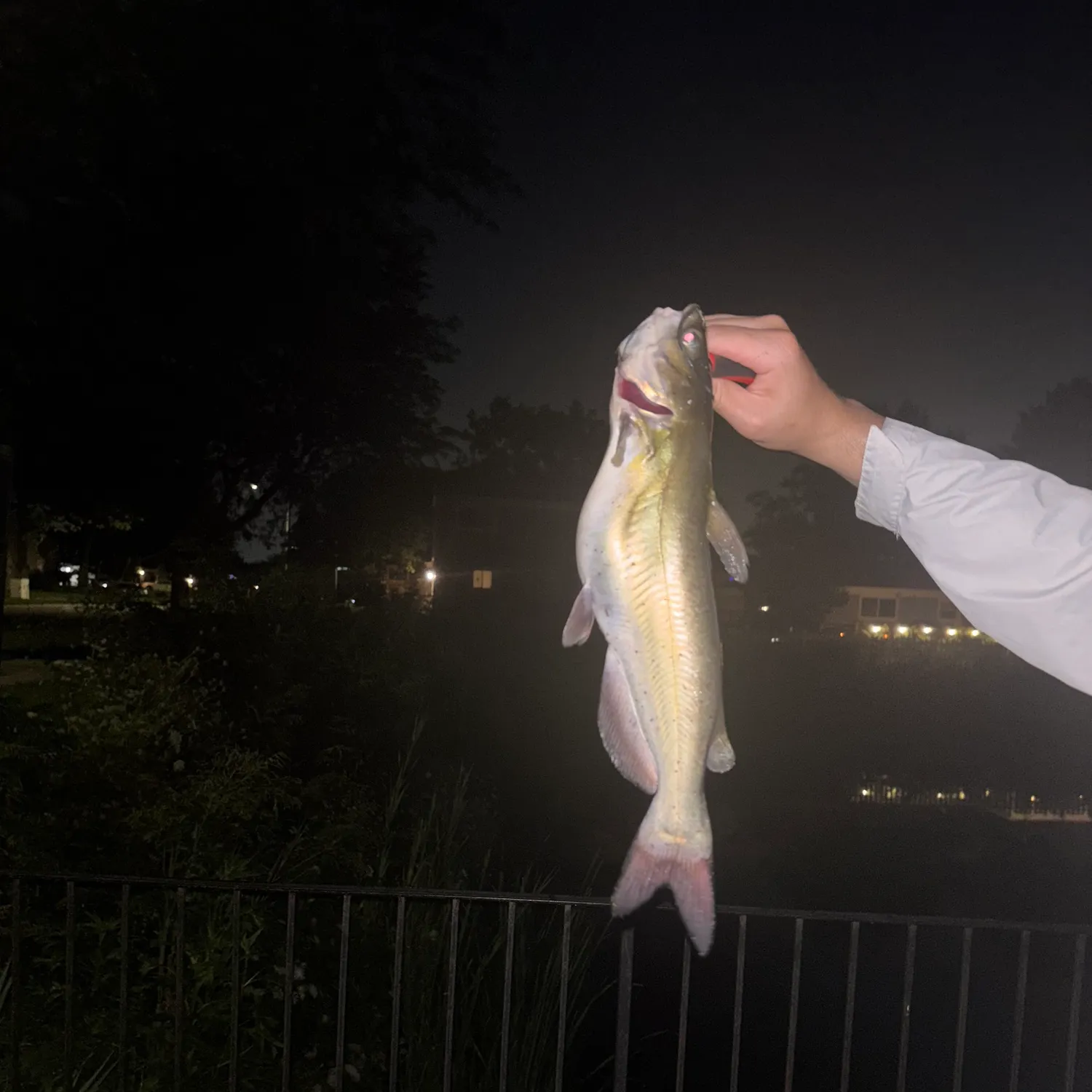 Channel catfish caught on Fishbrain