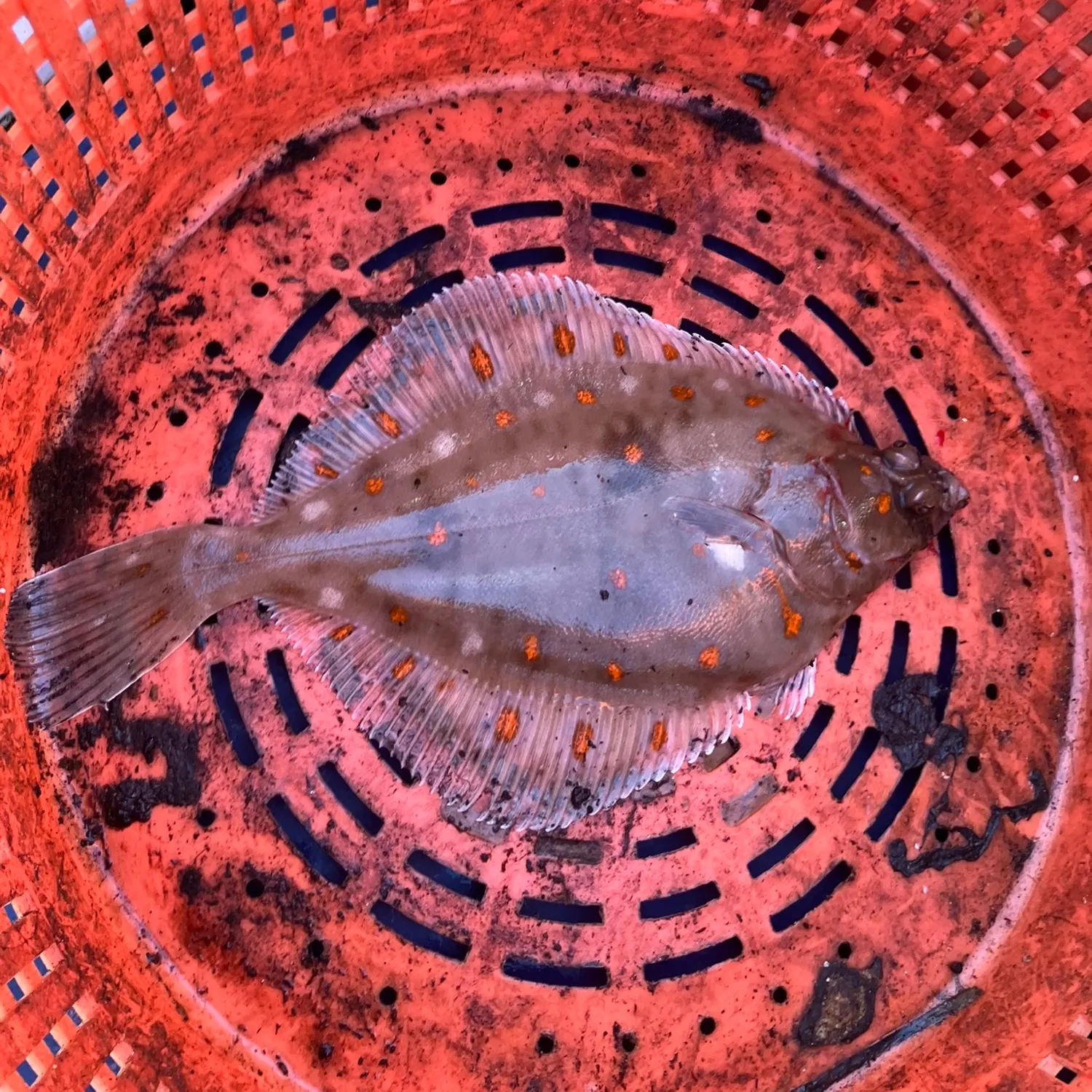 European flounder caught on Fishbrain
