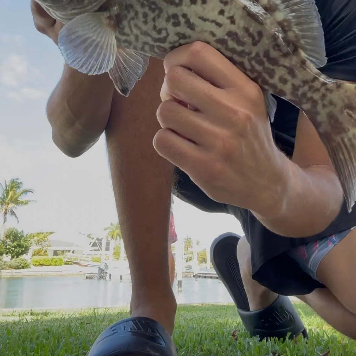 The most recent Gag grouper catches on Fishbrain