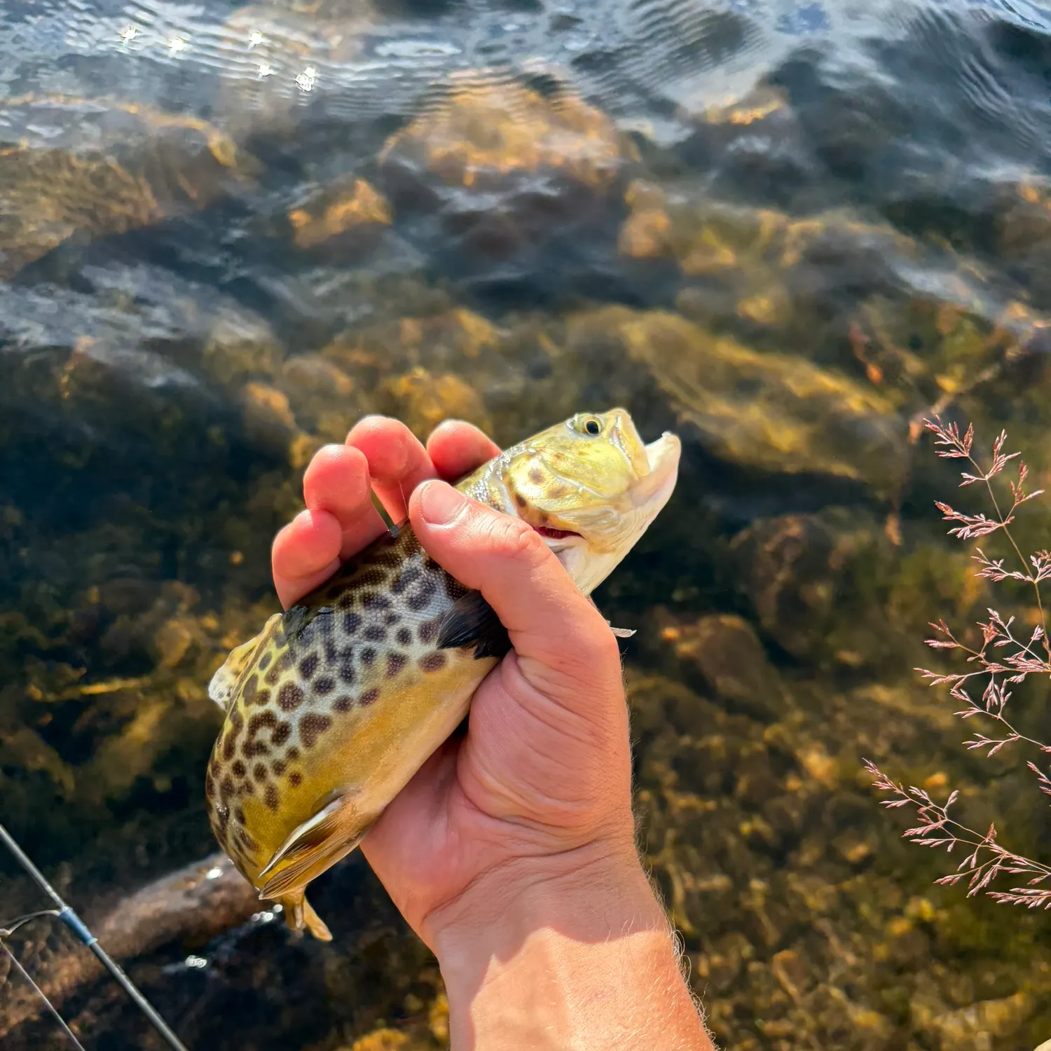 Tiger trout caught on Fishbrain