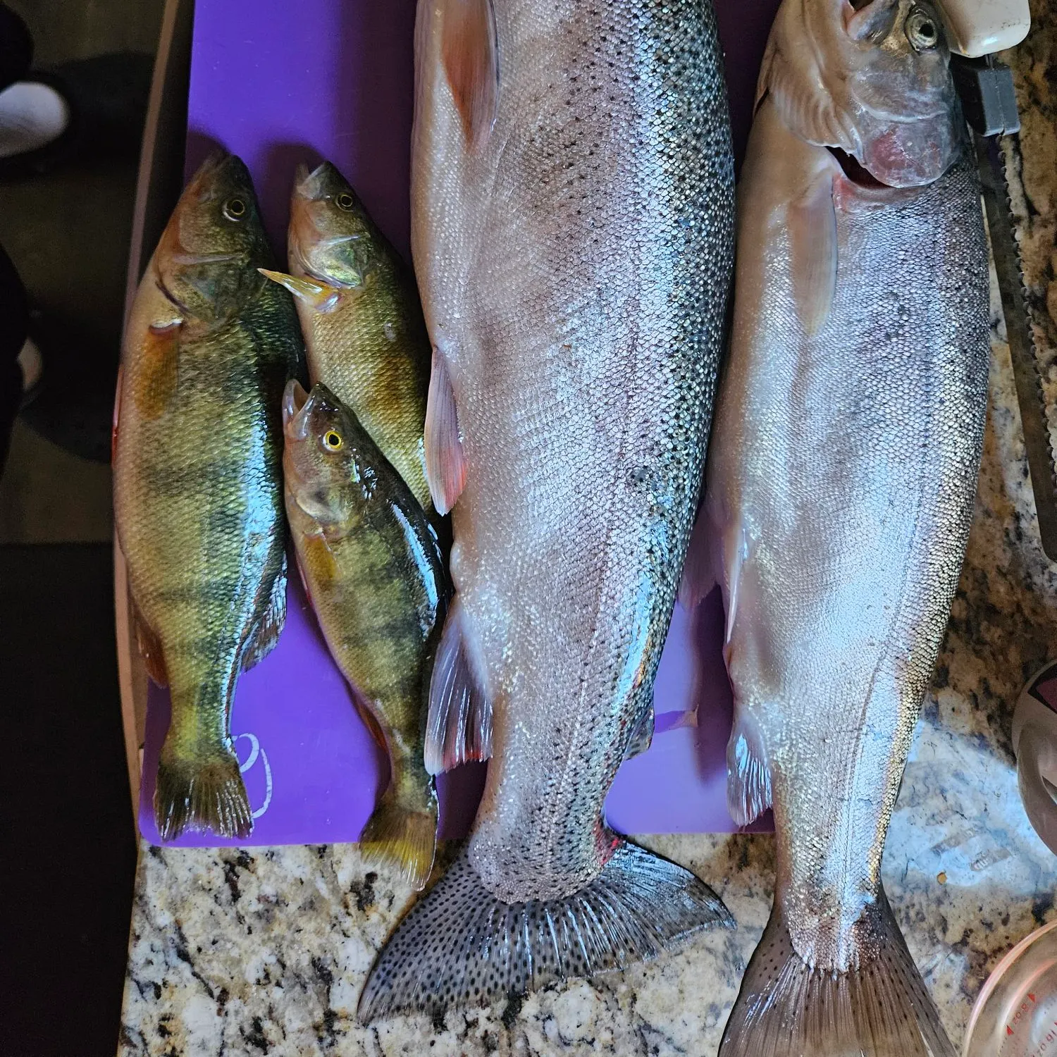 The most recent Colorado pikeminnow catches on Fishbrain