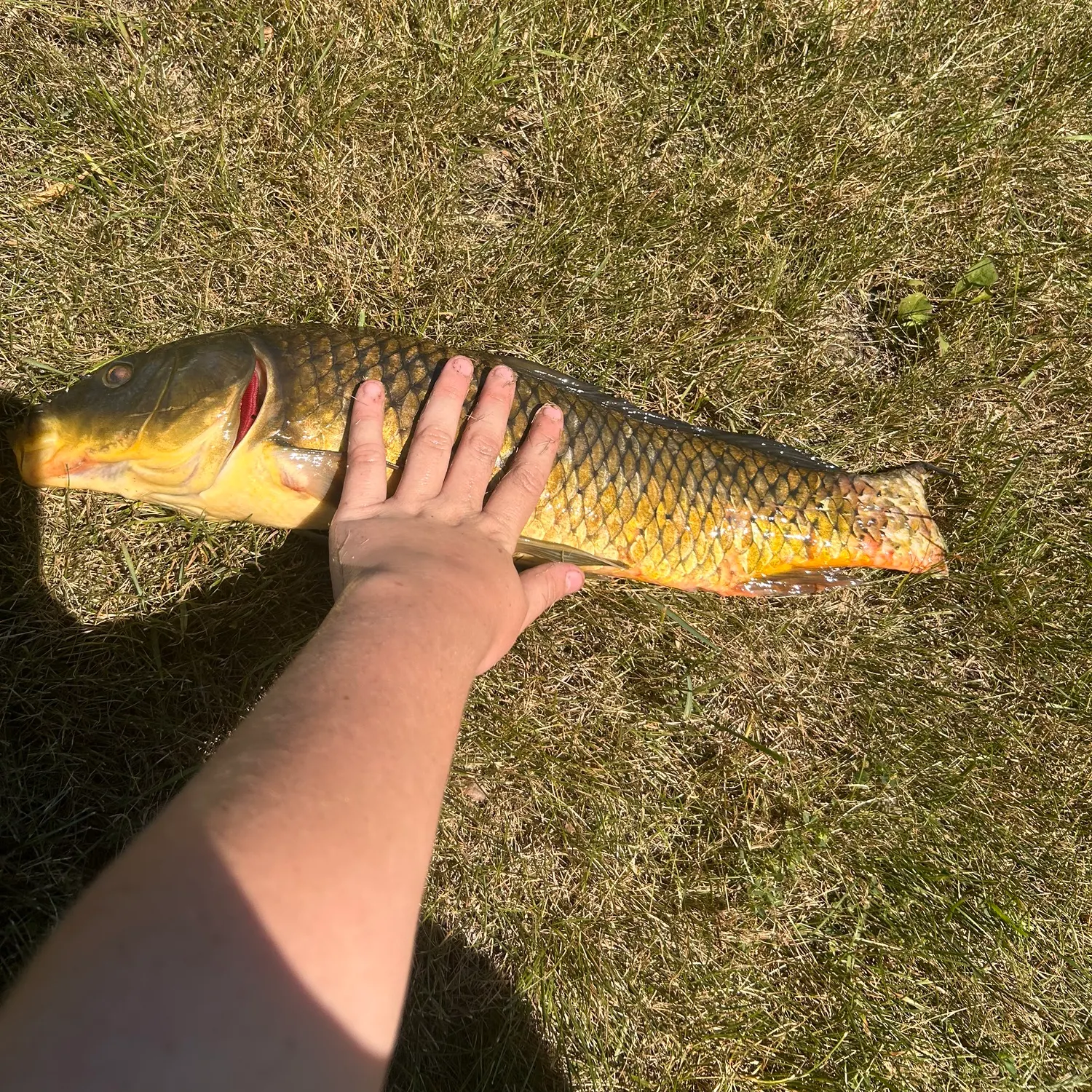 Common carp caught on Fishbrain