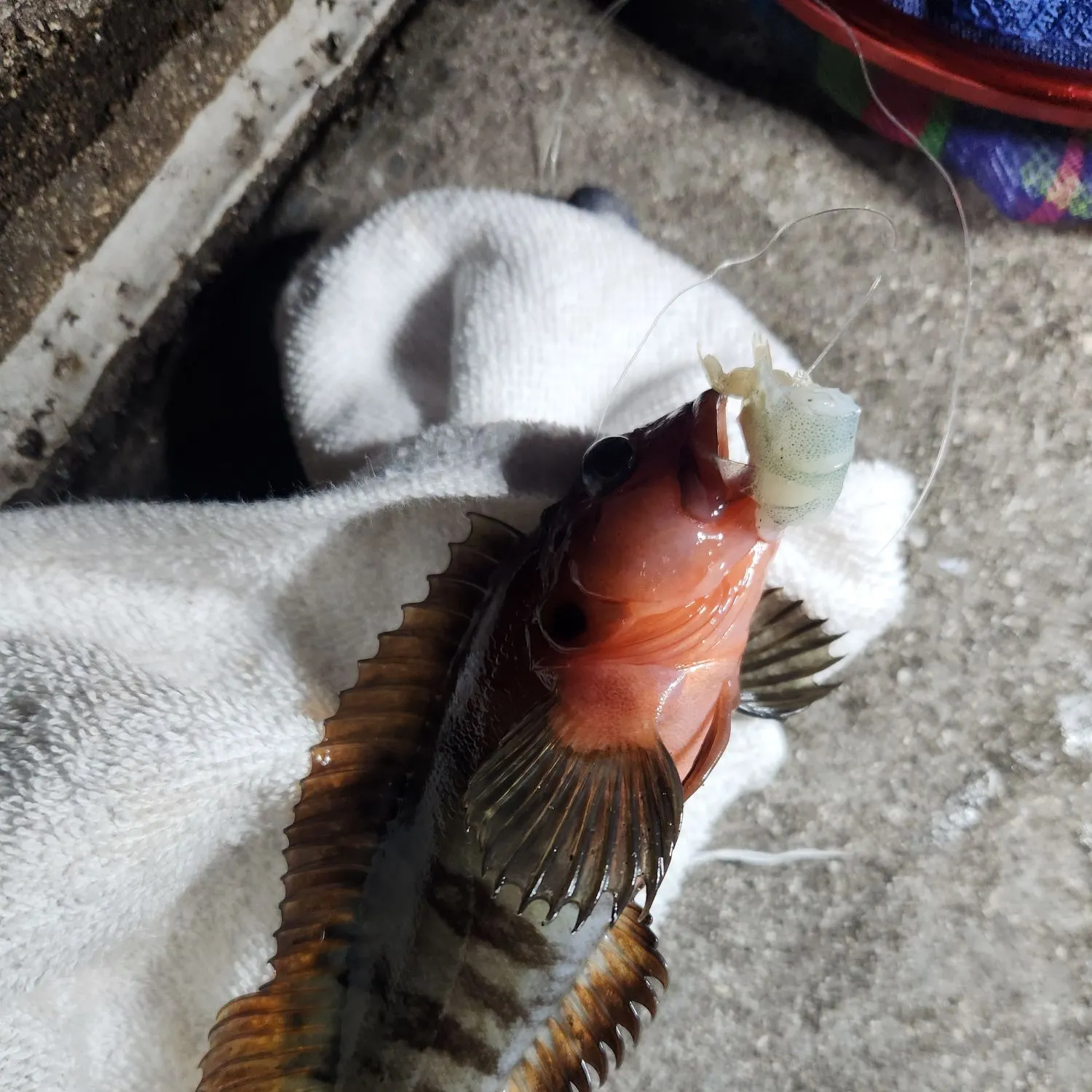 The most recent Hairy blenny catches on Fishbrain