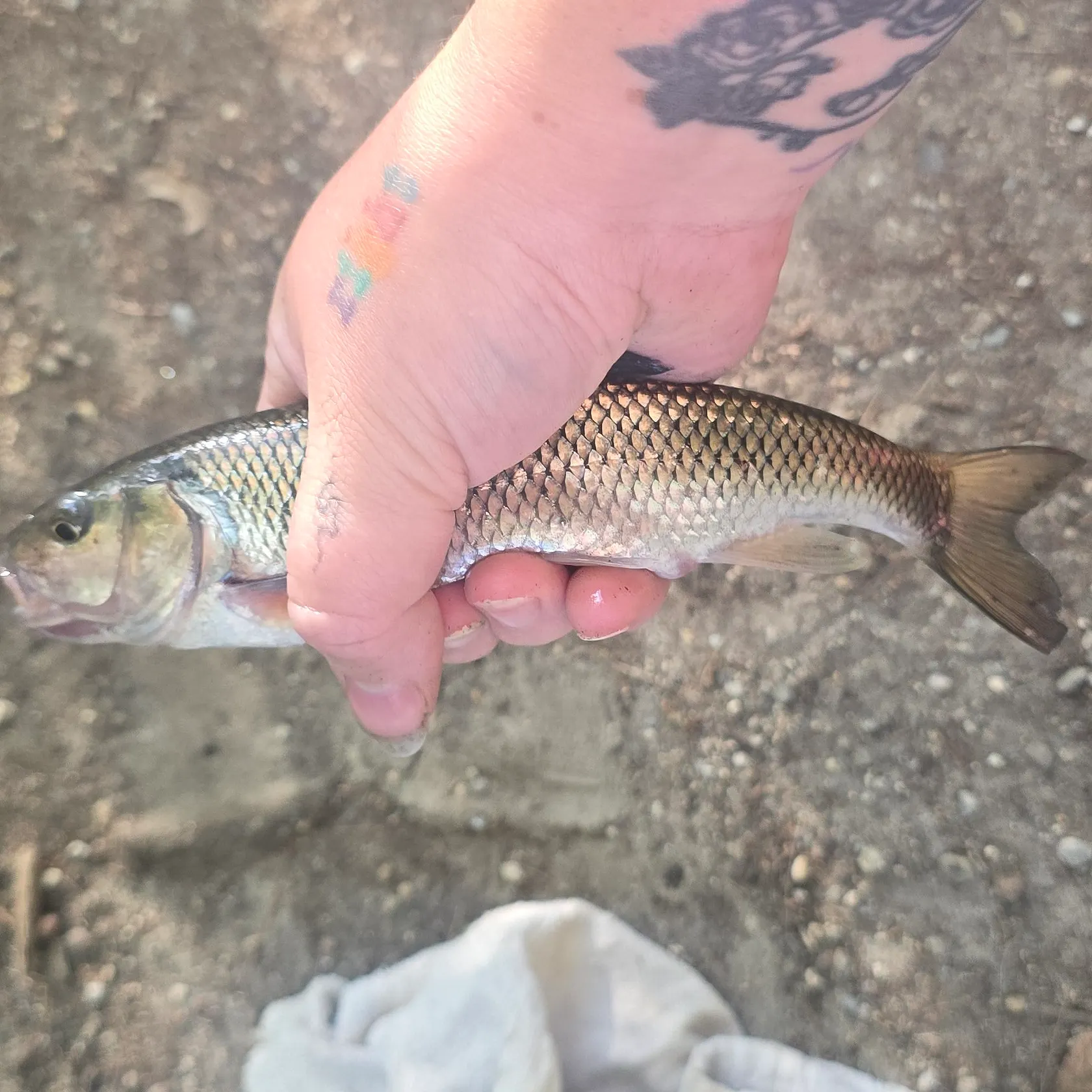 Fallfish caught on Fishbrain
