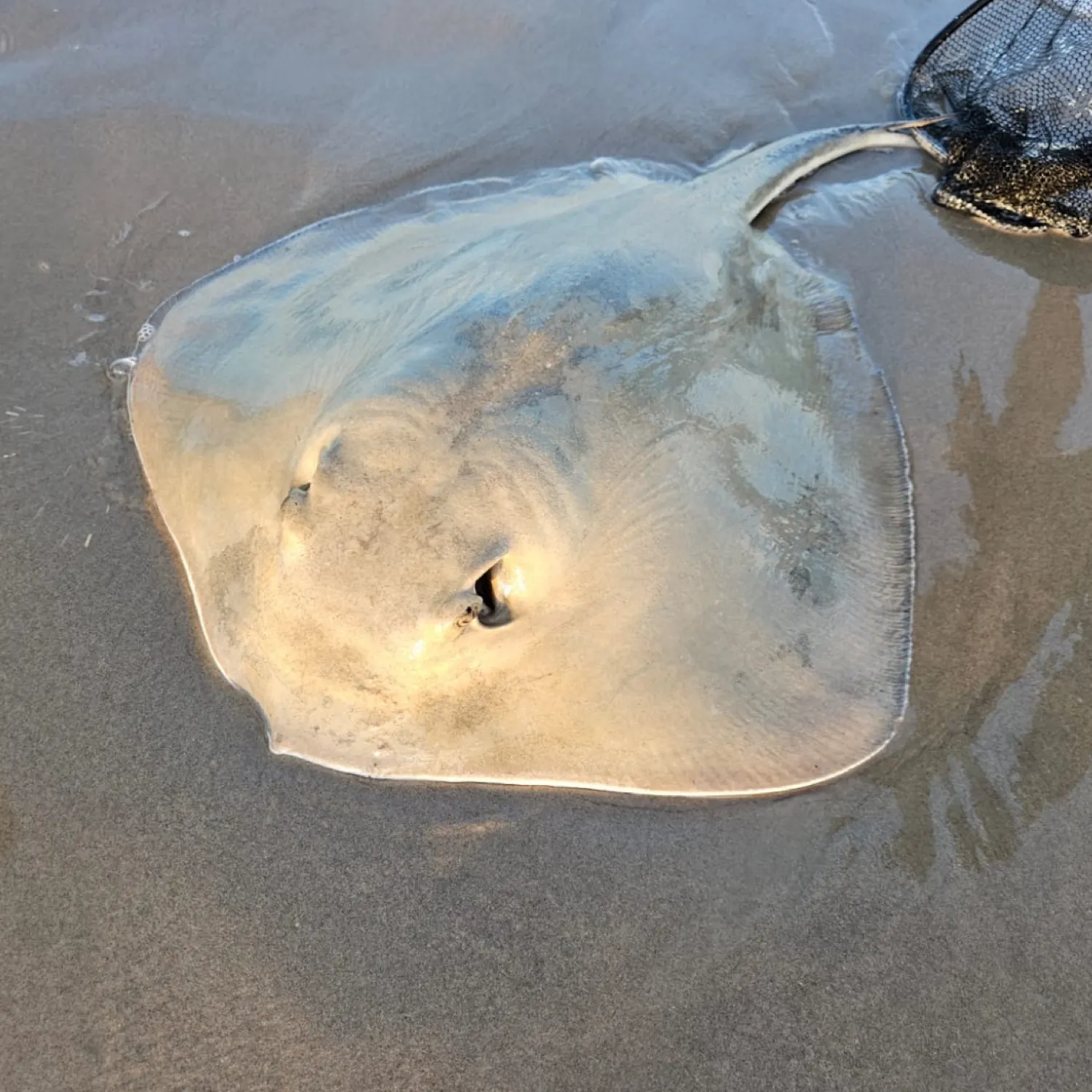 The most recent Bluntnose stingray catches on Fishbrain