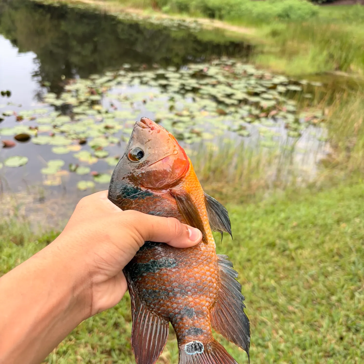 Mayan cichlid caught on Fishbrain
