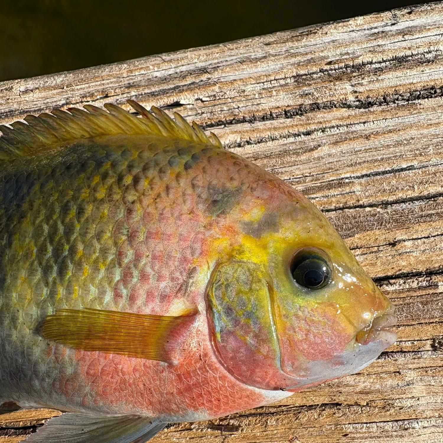 The most recent Redhead cichlid catches on Fishbrain