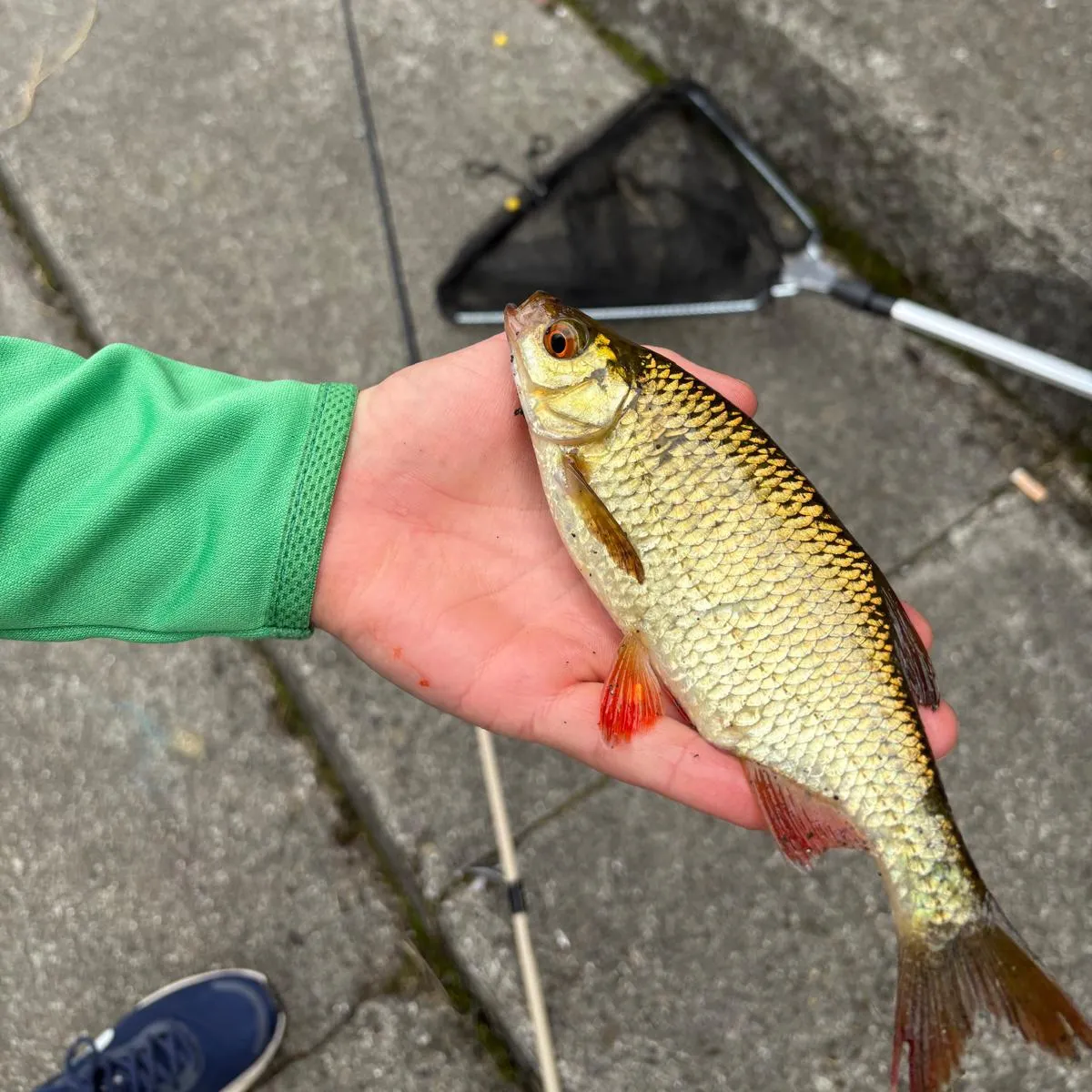 The most recent Common rudd catches on Fishbrain