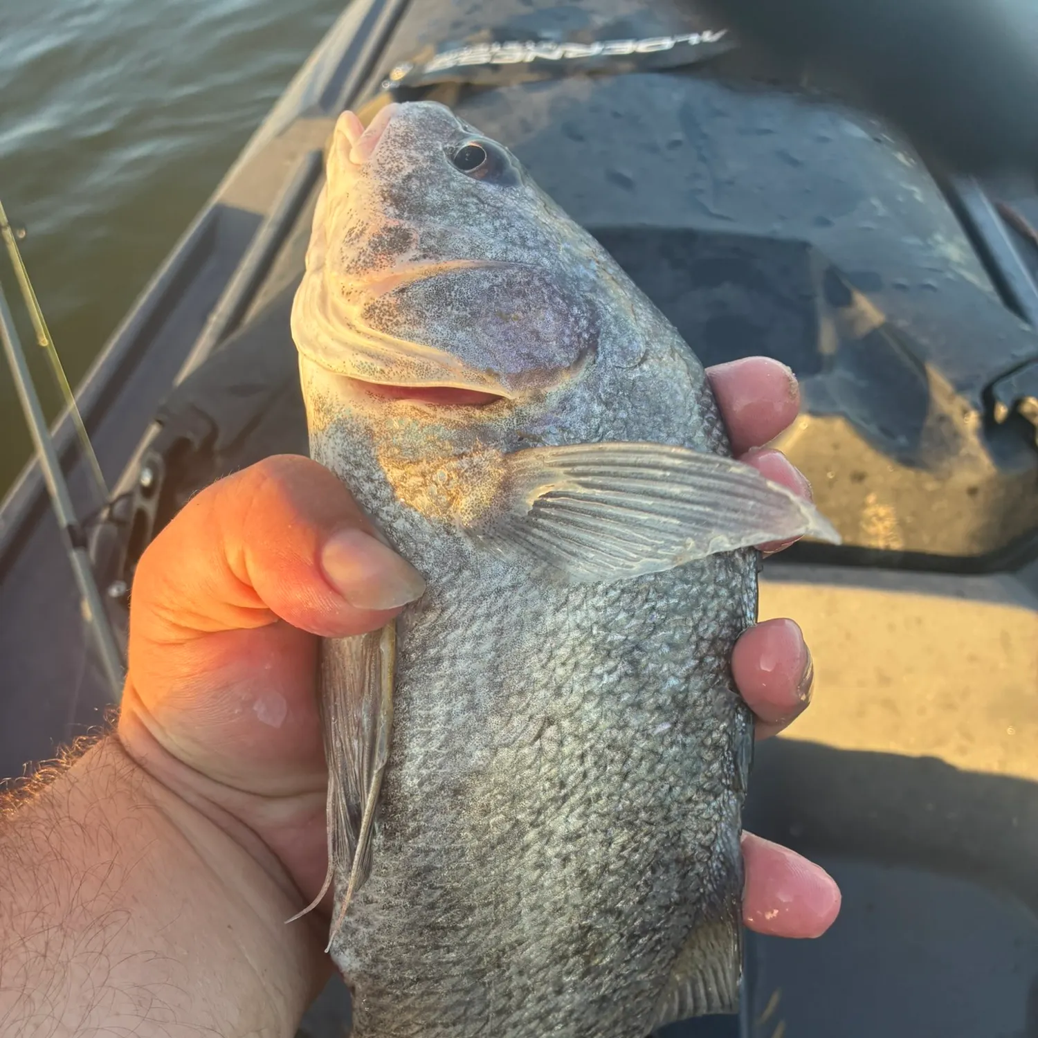 Freshwater drum caught on Fishbrain