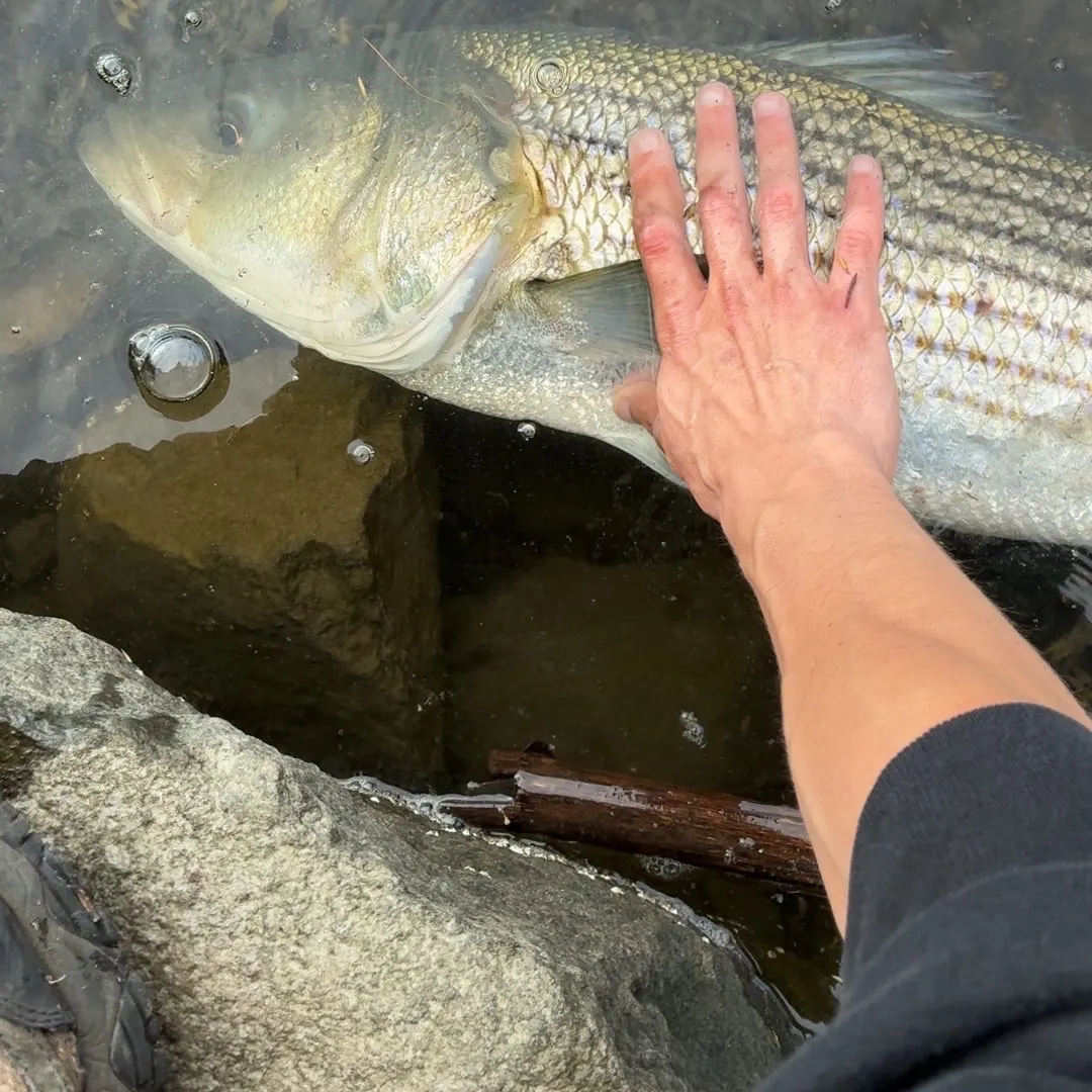 Striped bass caught on Fishbrain