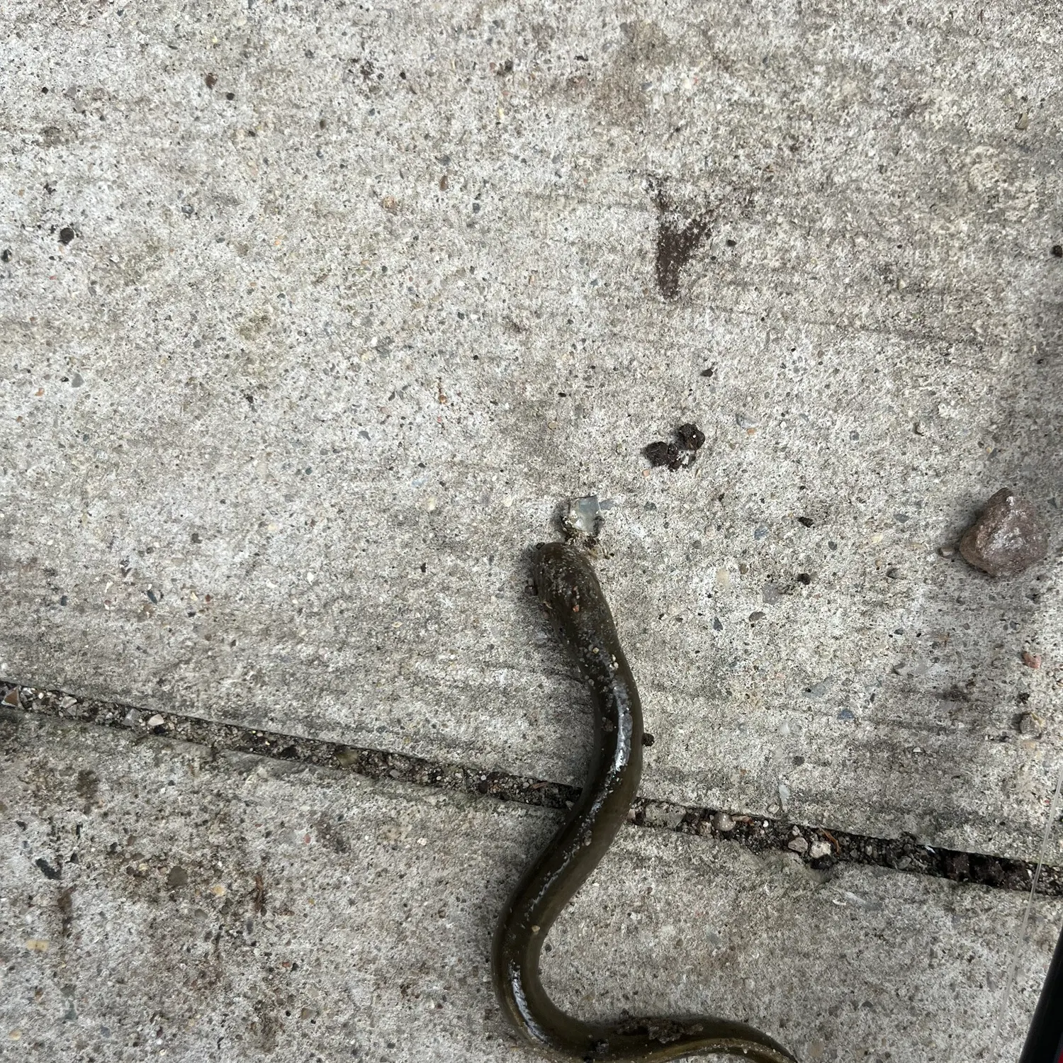 The most recent Sea lamprey catches on Fishbrain