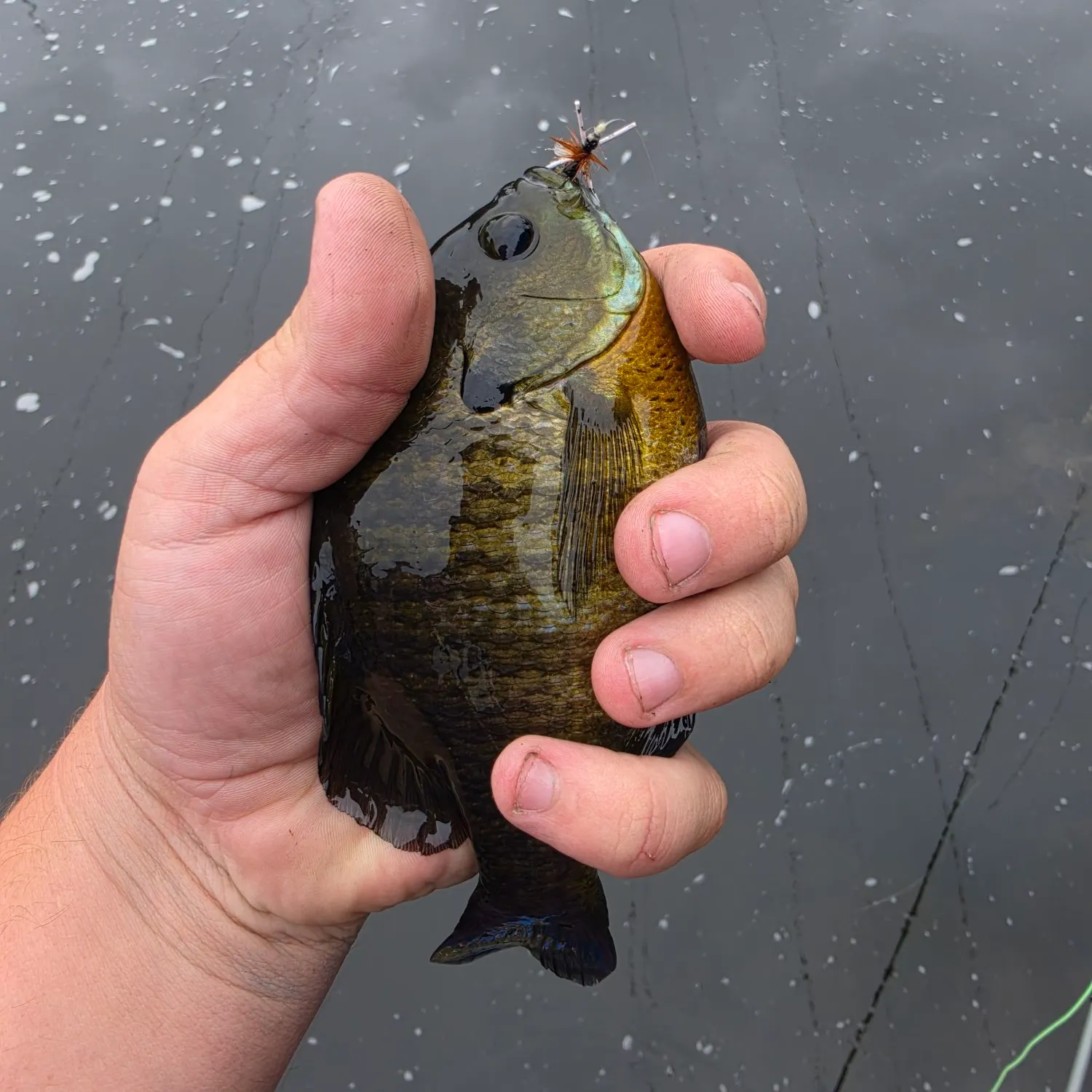 Bluegill caught on Fishbrain
