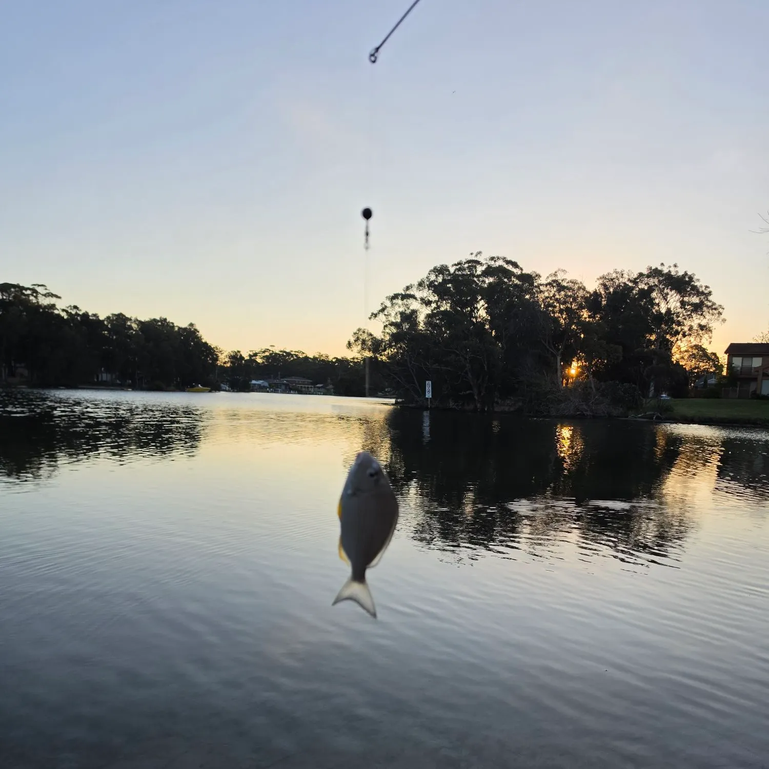 The most recent Surf bream catches on Fishbrain