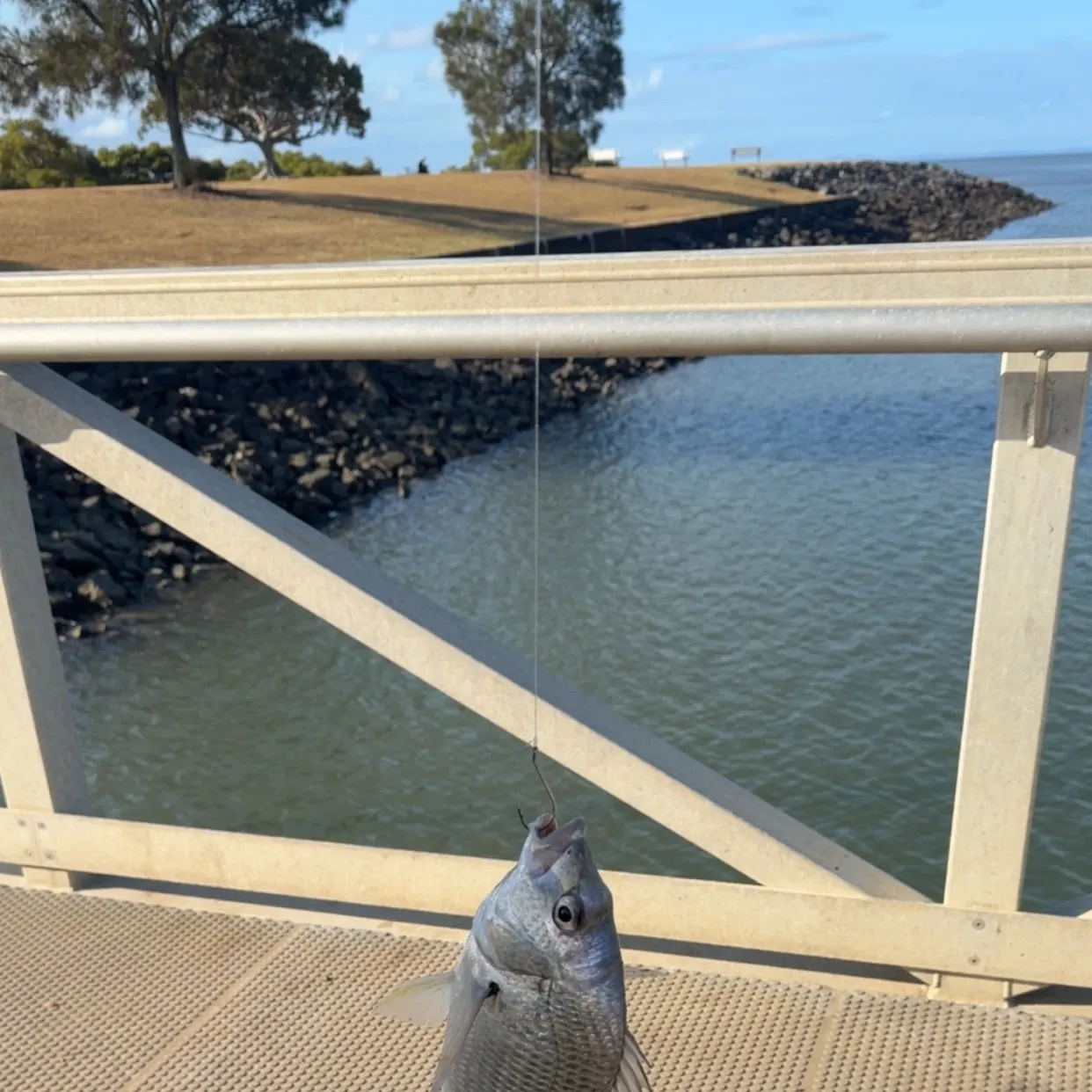 The most recent Javelin grunter catches on Fishbrain