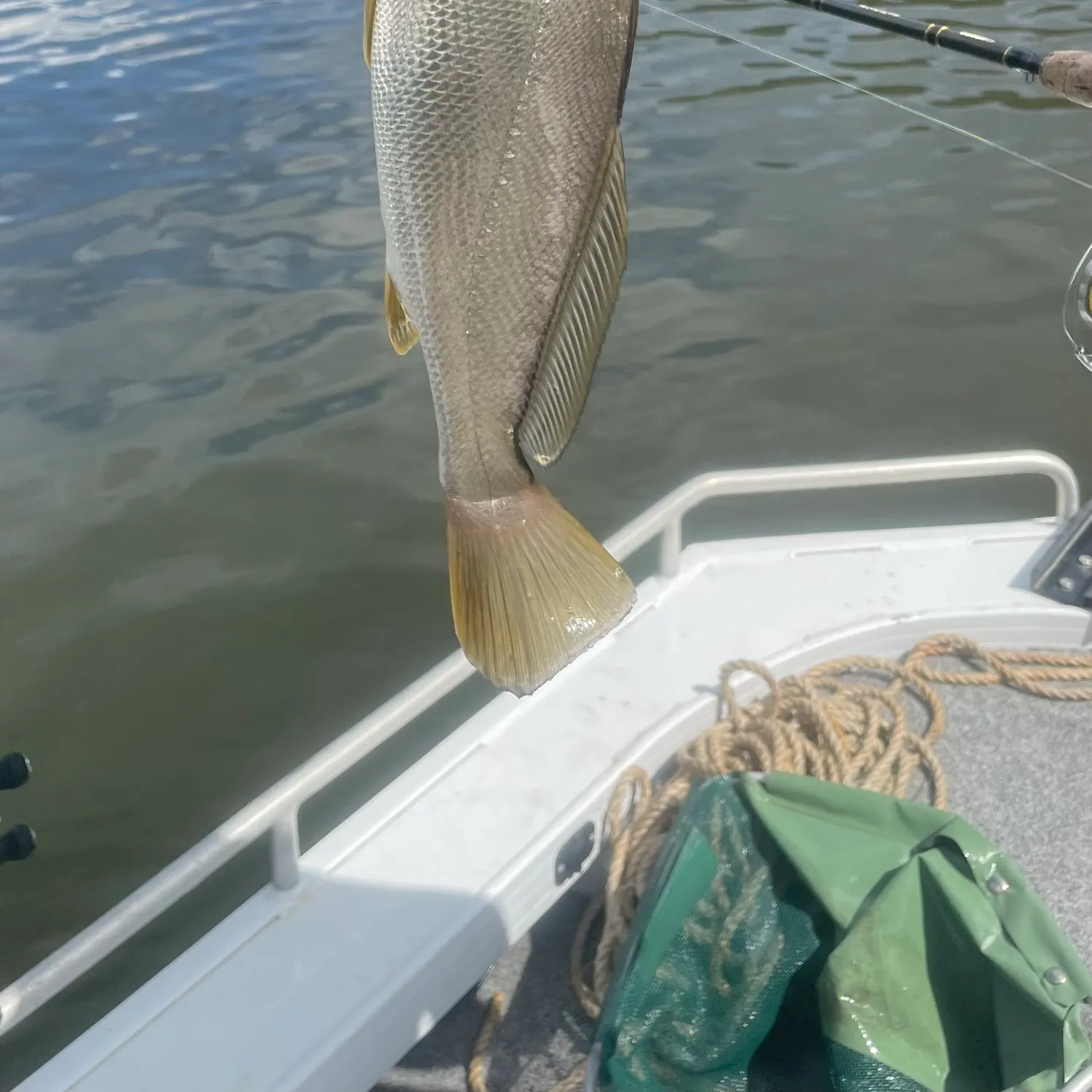 The most recent Japanese meagre catches on Fishbrain