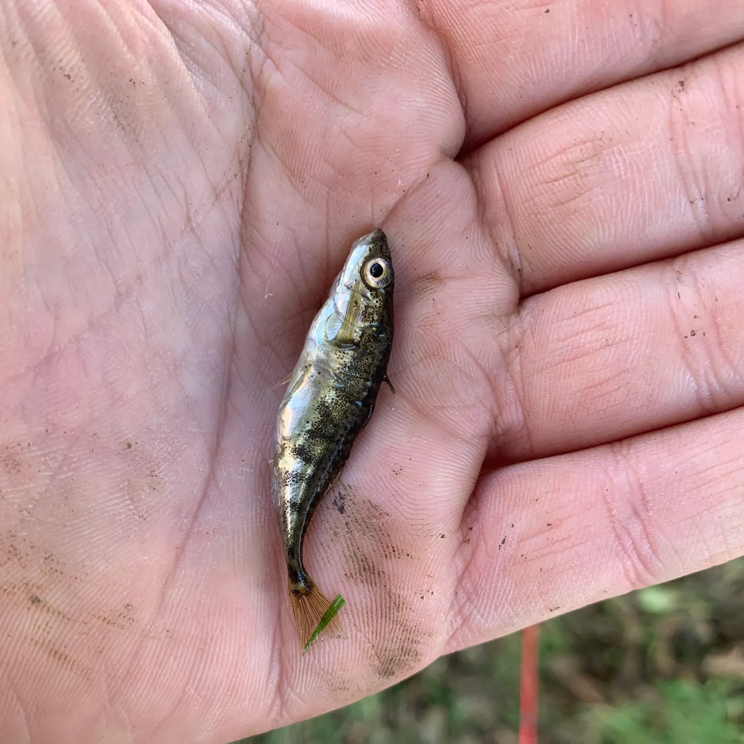 The most recent Three-spined stickleback catches on Fishbrain