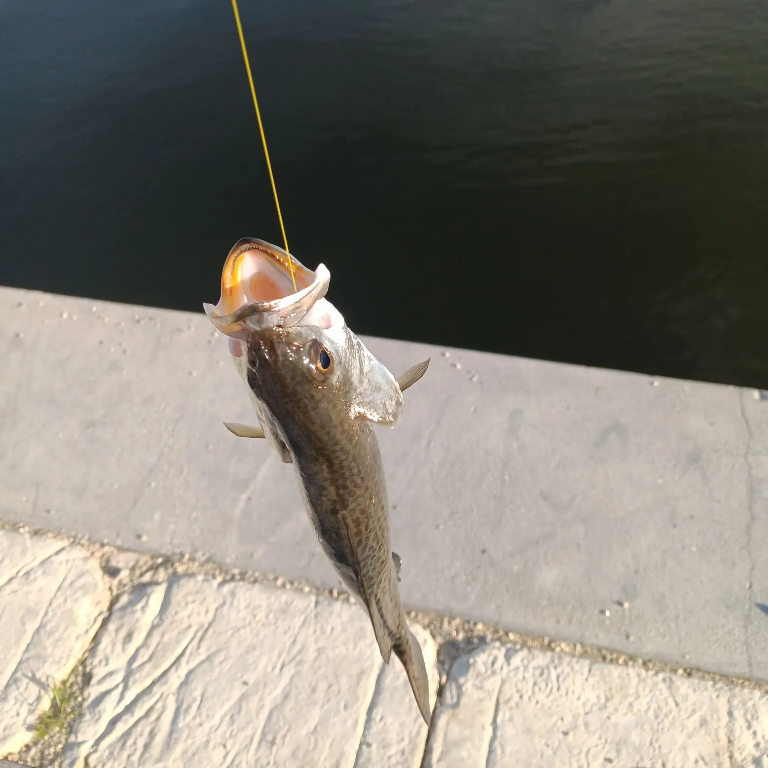 The most recent Sand seatrout catches on Fishbrain