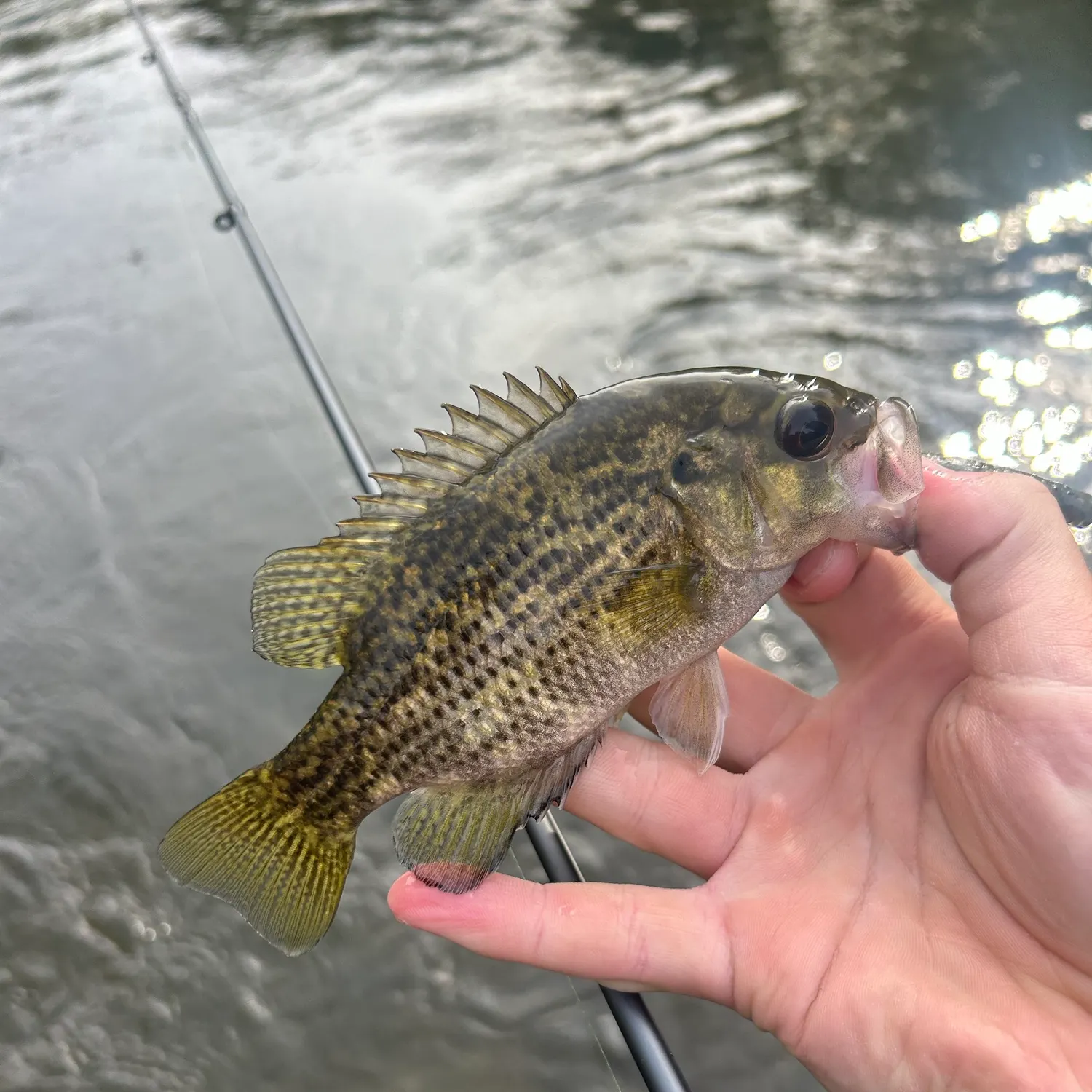 Rock bass caught on Fishbrain