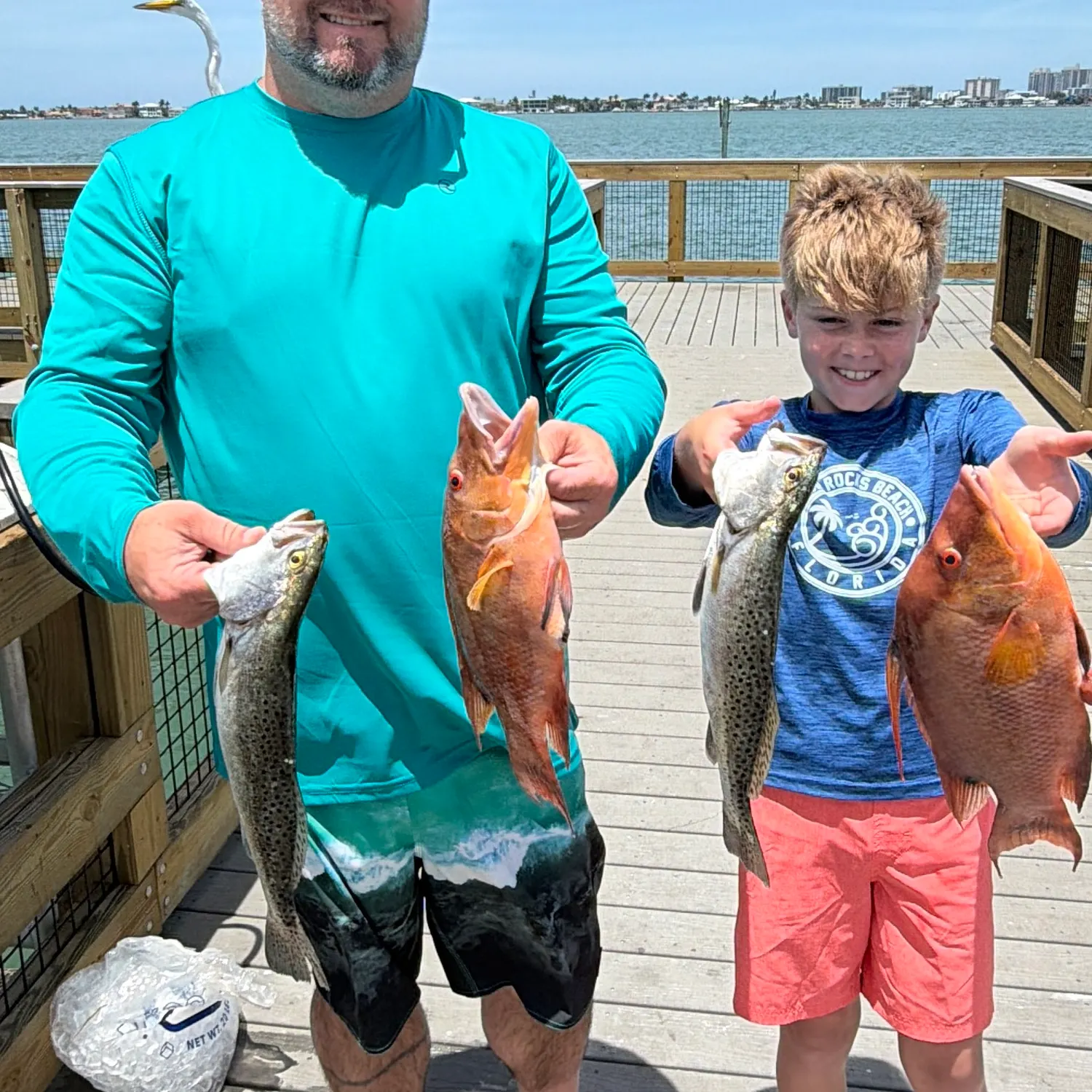 Hogfish caught on Fishbrain