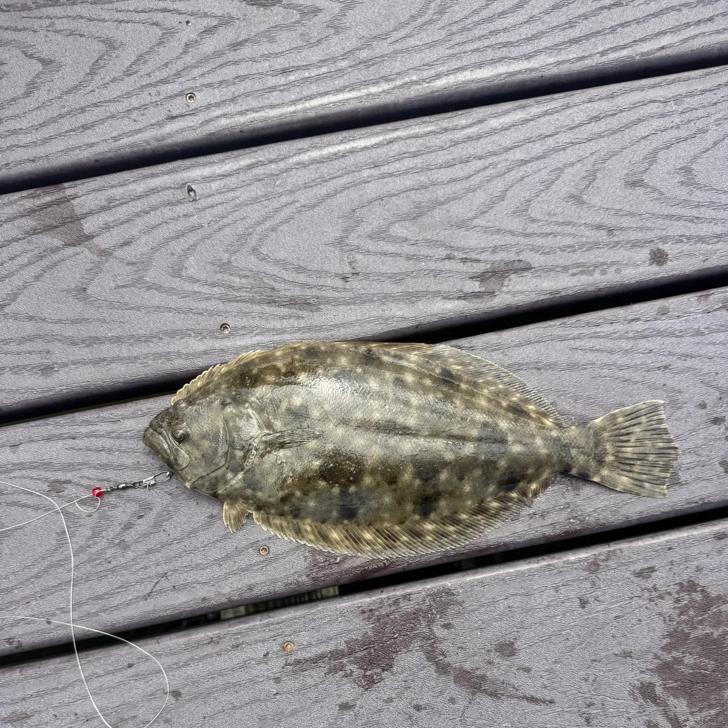 Southern flounder caught on Fishbrain