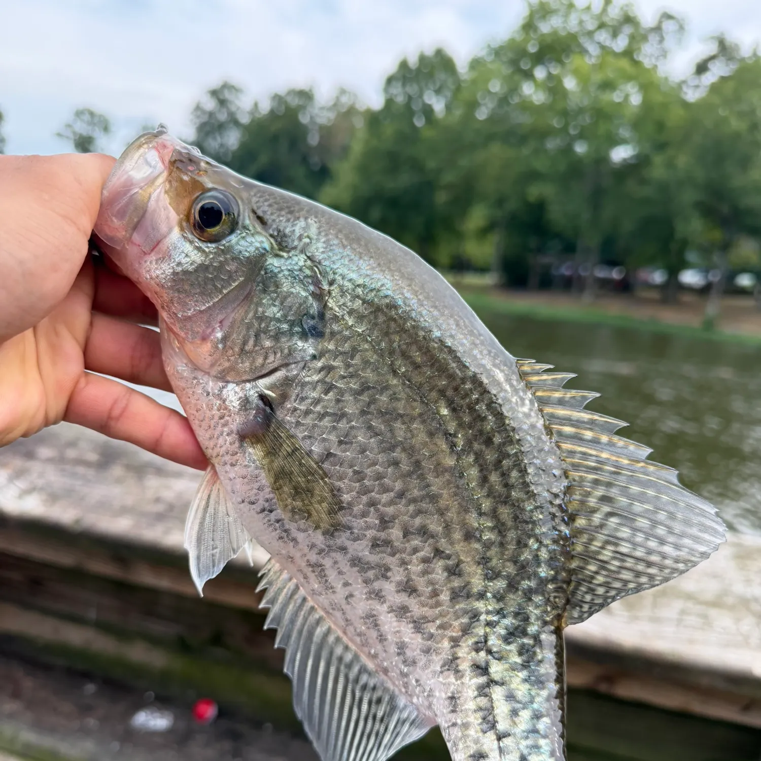 Black crappie caught on Fishbrain