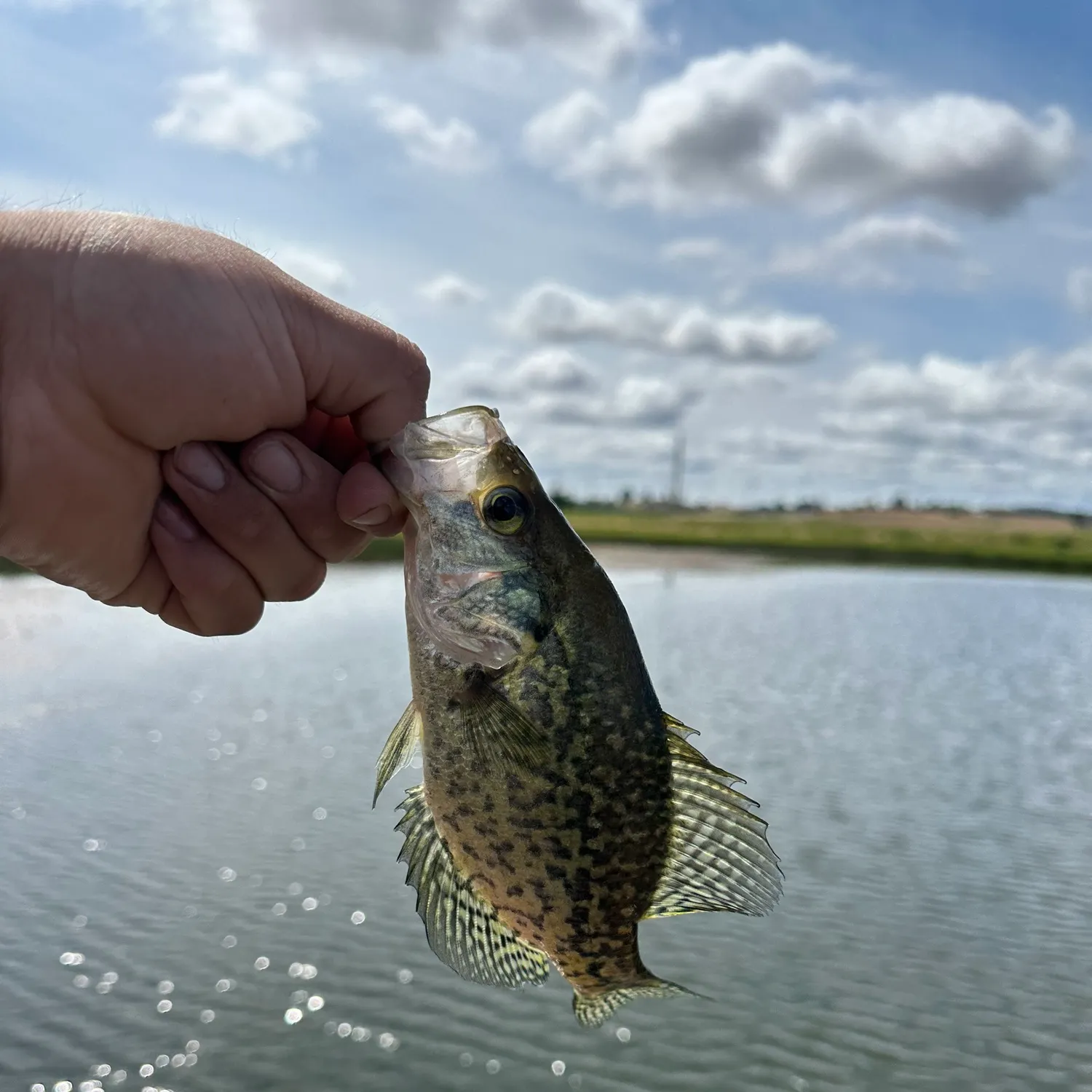 angler catch