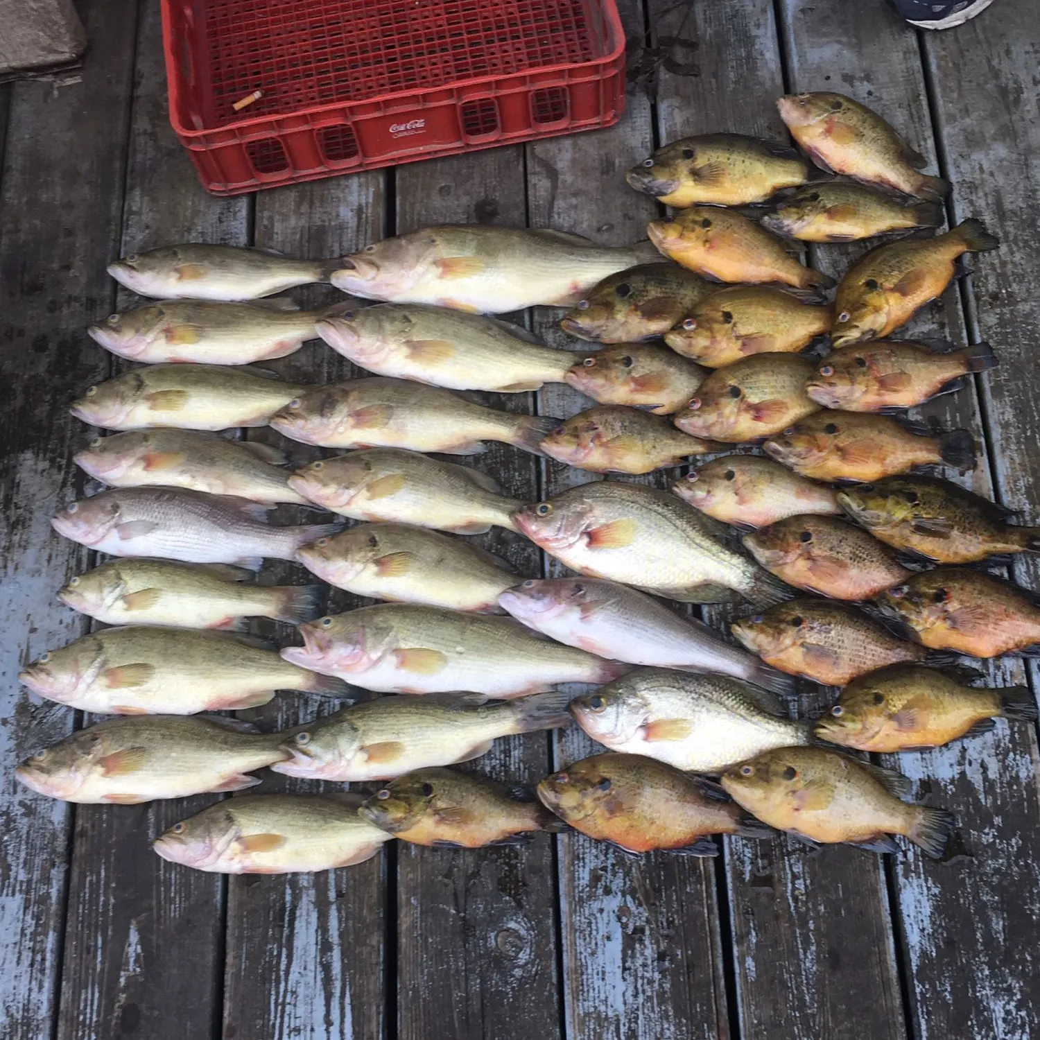 recently logged catches