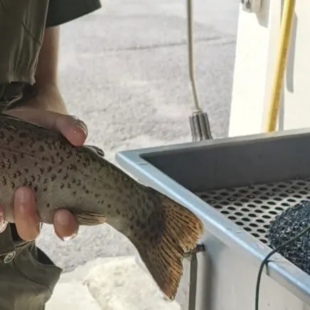 Rainbow trout caught on Fishbrain