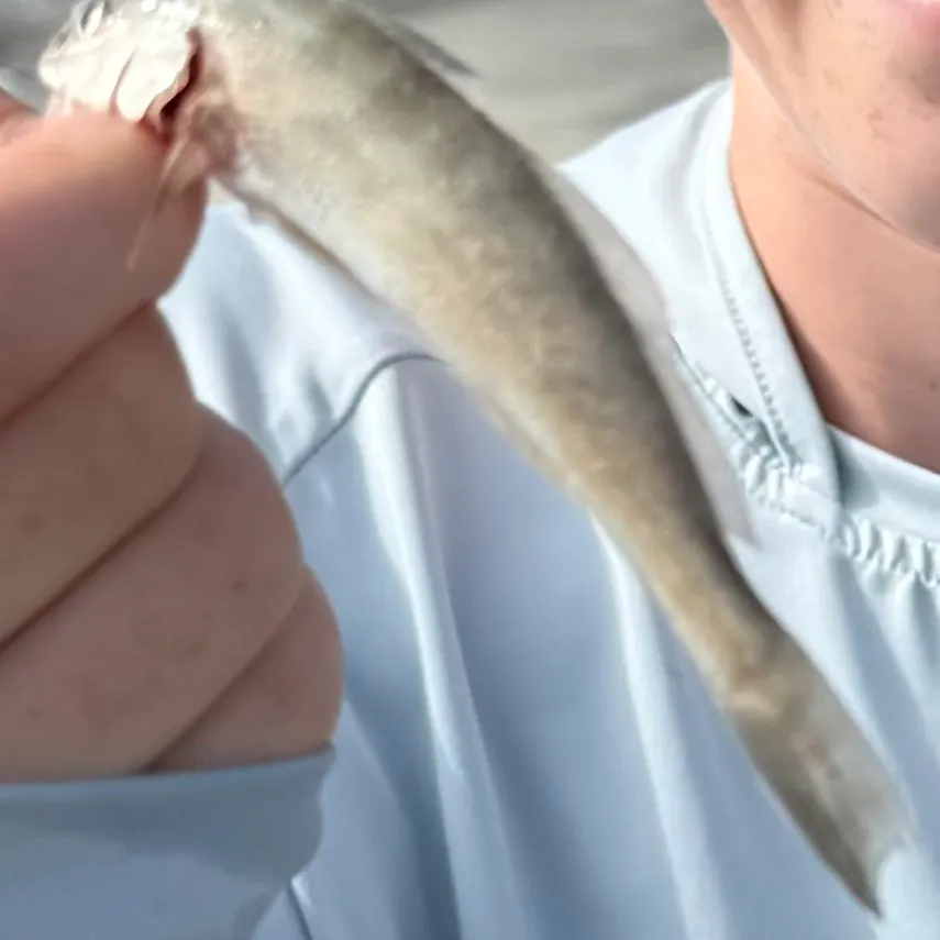Yellowfin croaker caught on Fishbrain