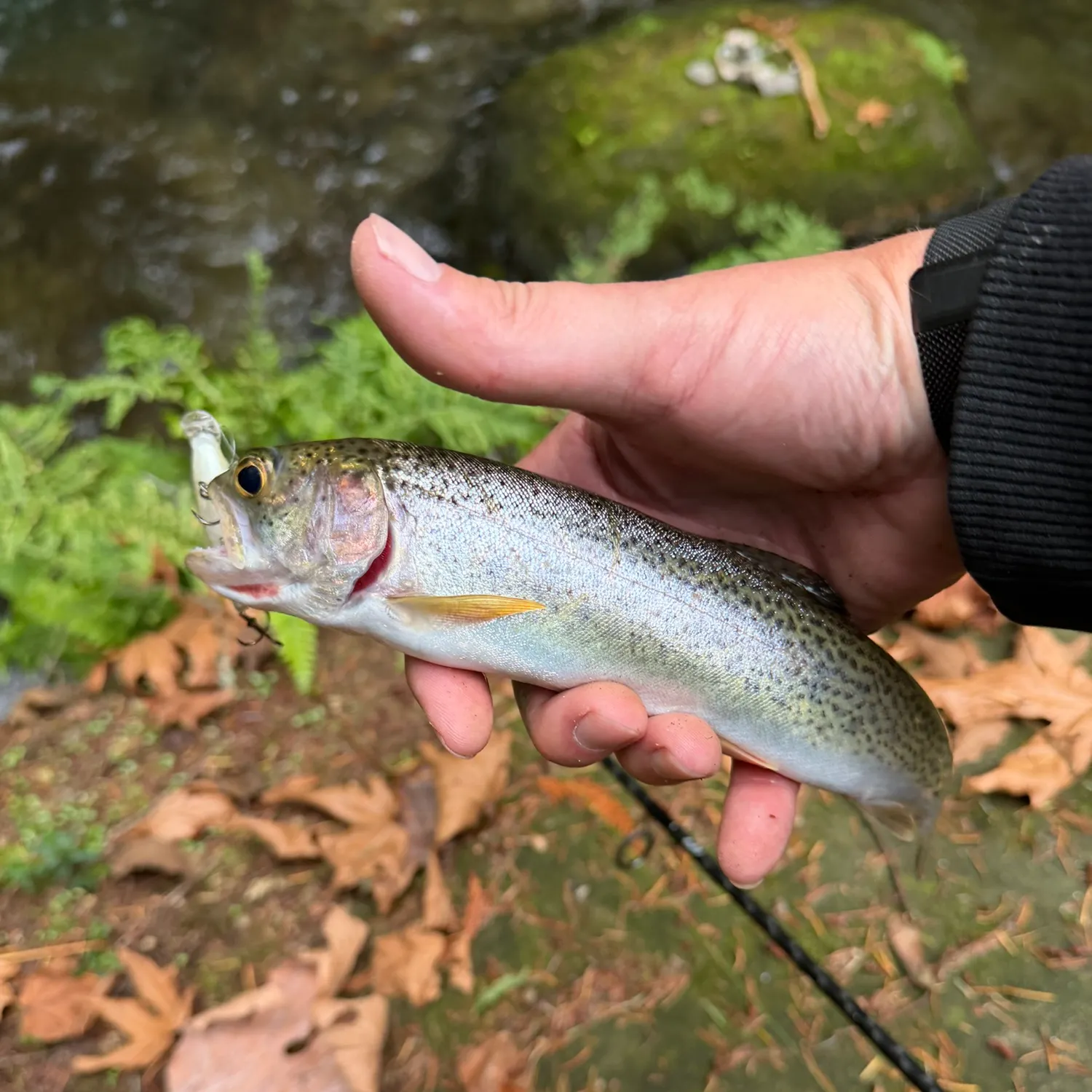 Coastal cutthroat trout caught on Fishbrain
