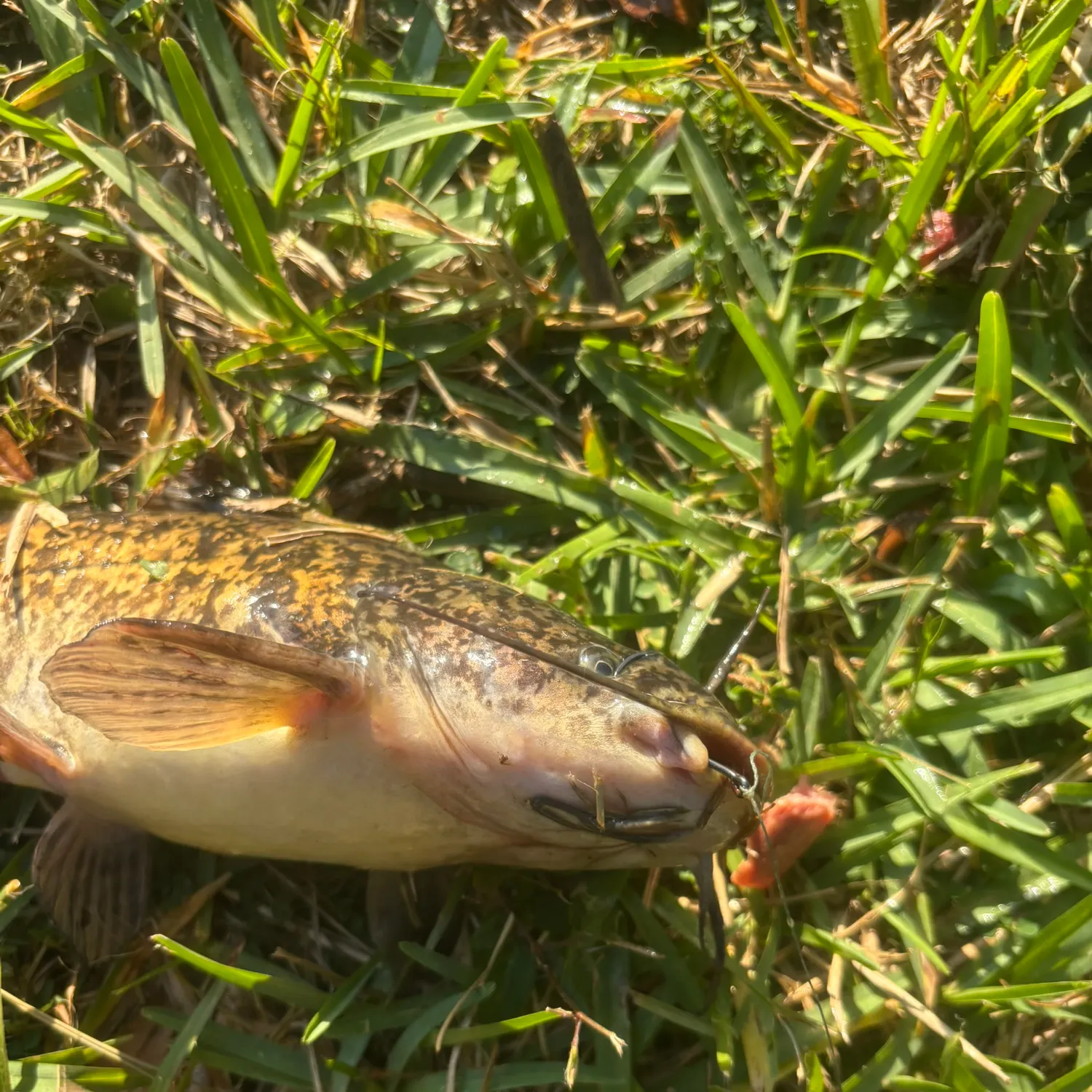 The most recent Spotted bullhead catches on Fishbrain