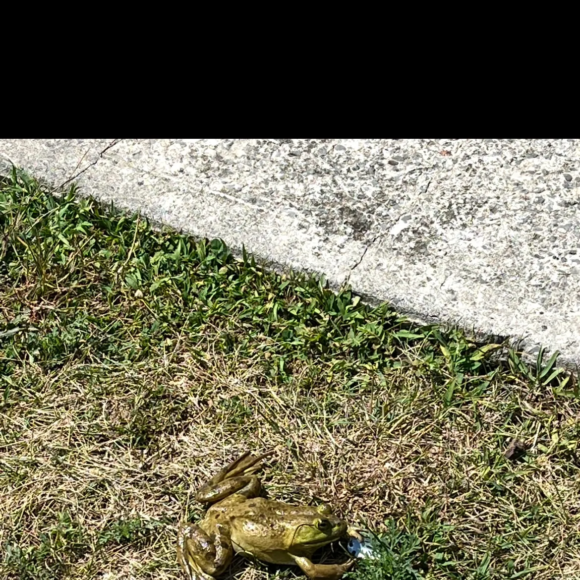 The most recent American bullfrog catches on Fishbrain