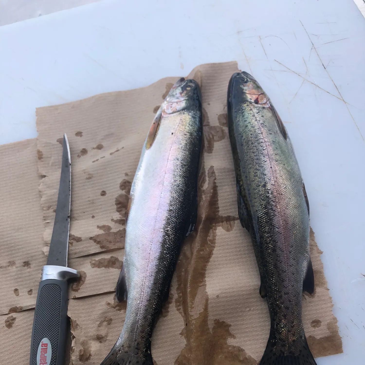 recently logged catches