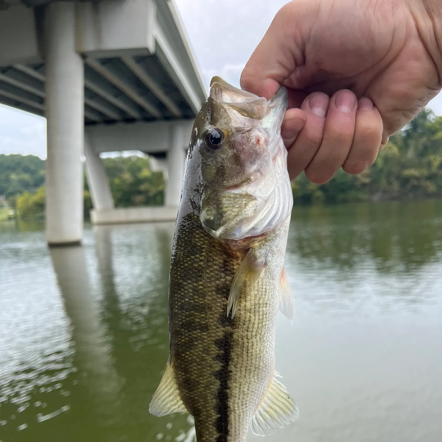 The most recent Spotted bass catches on Fishbrain