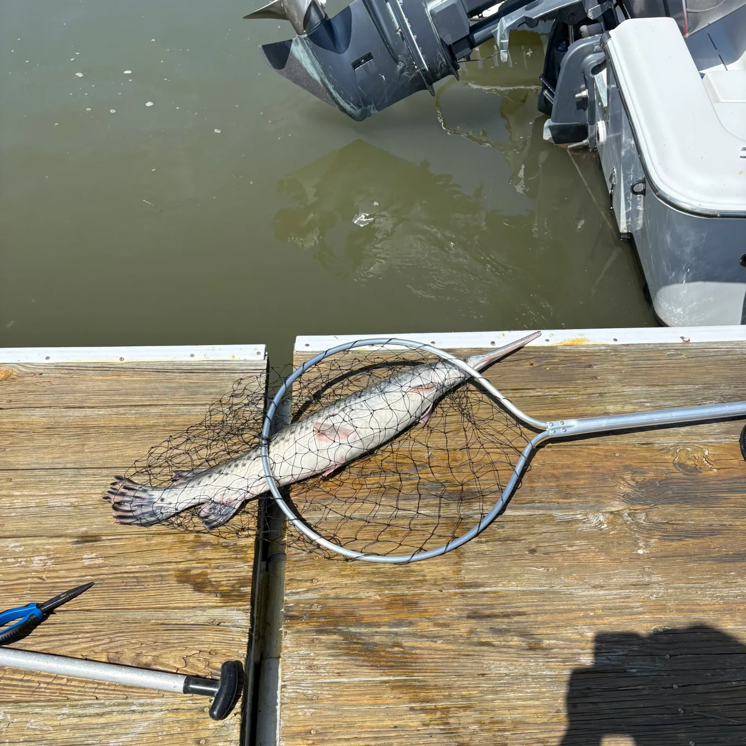 Longnose gar caught on Fishbrain
