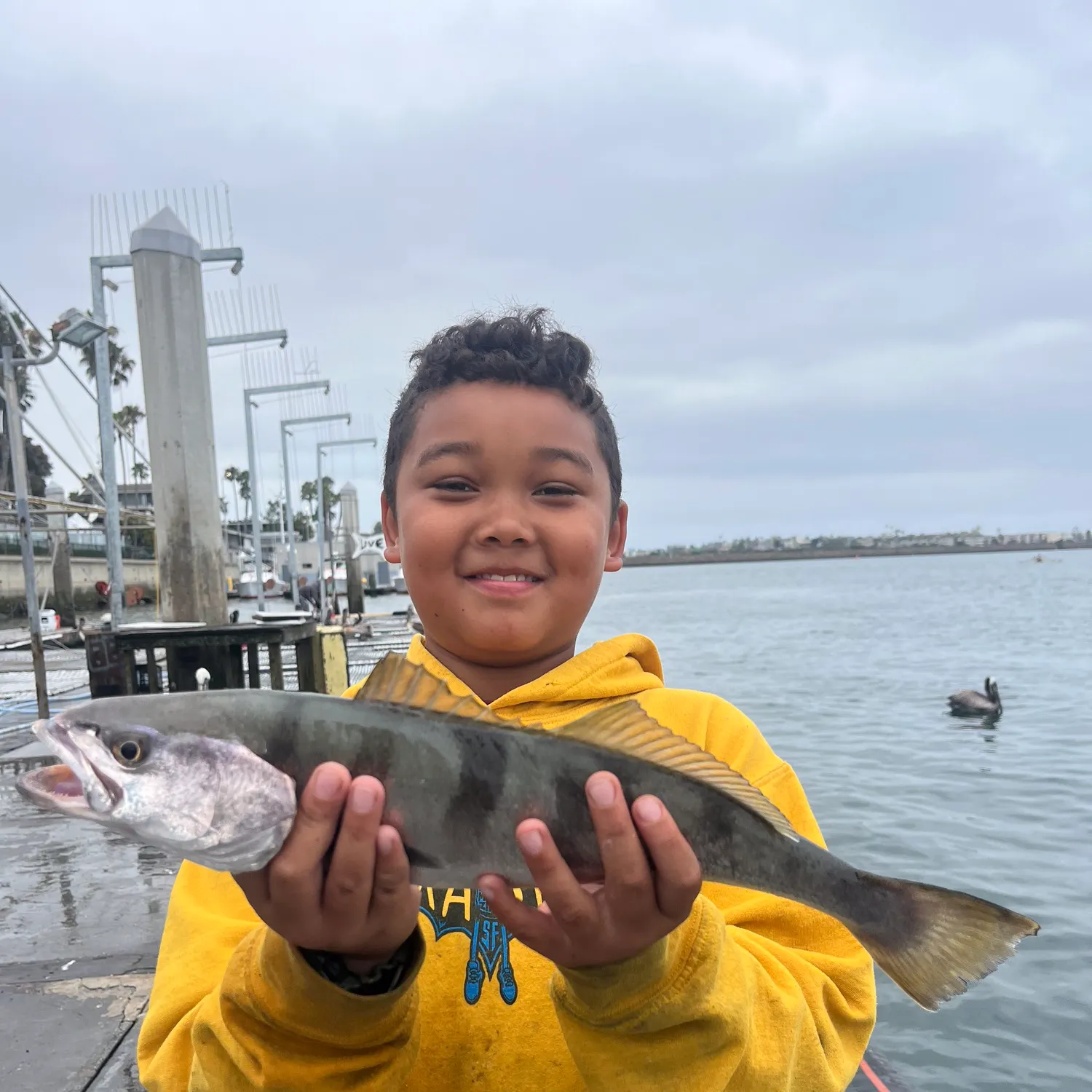 The most recent White seabass catches on Fishbrain