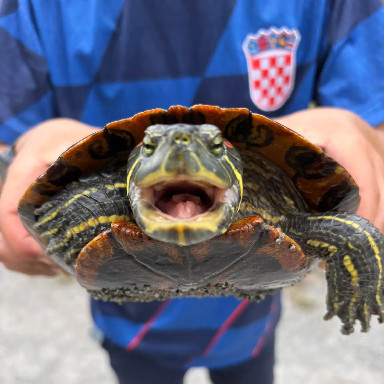 The most recent Green jobfish catches on Fishbrain