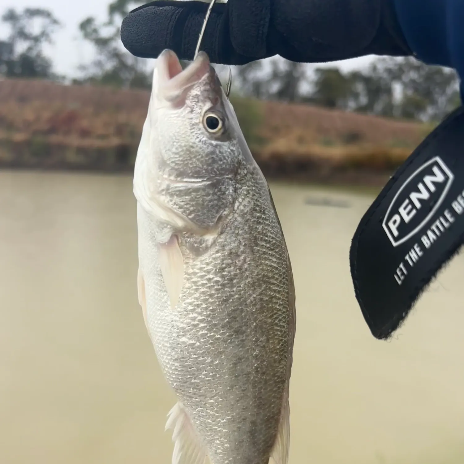 The most recent Spangled perch catches on Fishbrain