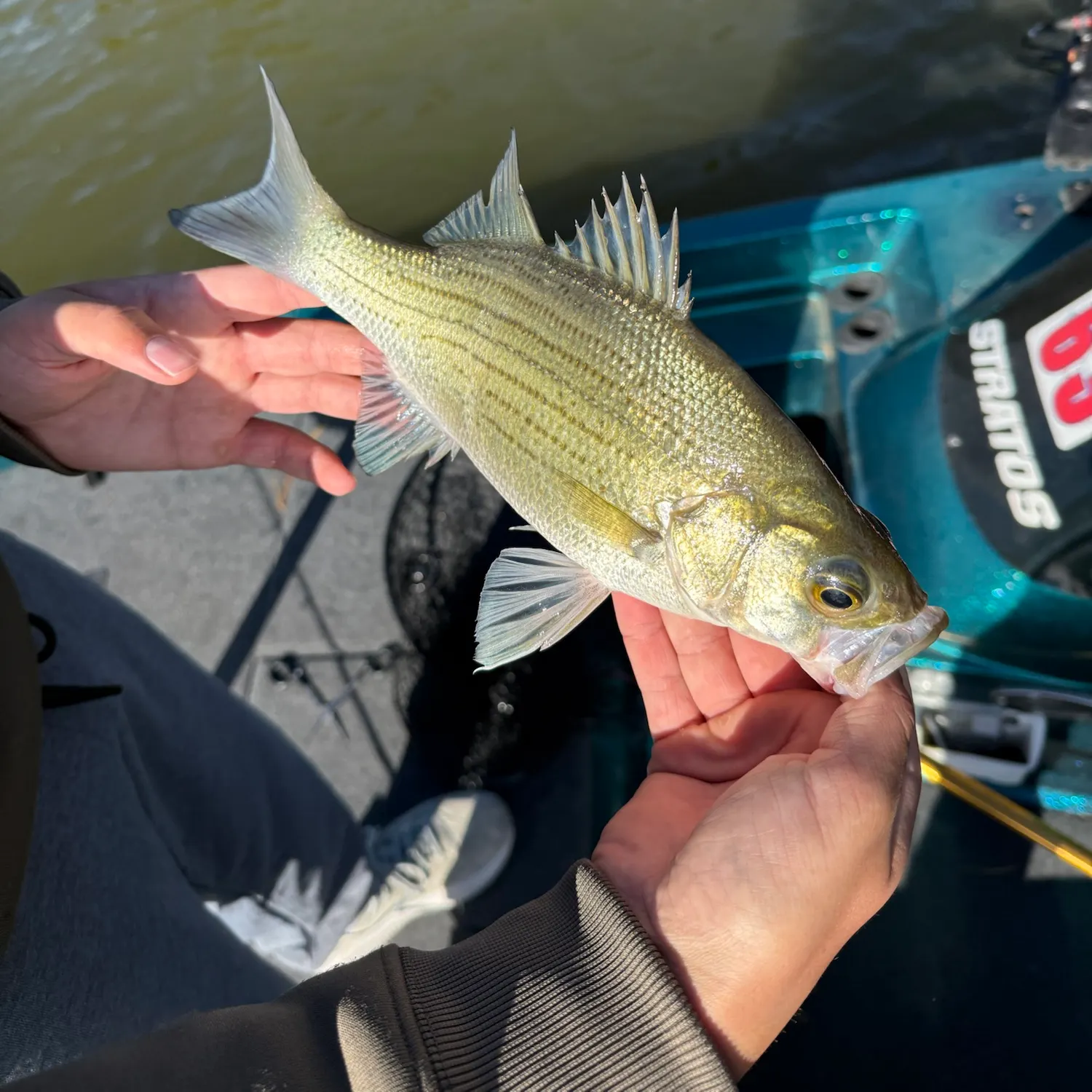 White bass caught on Fishbrain