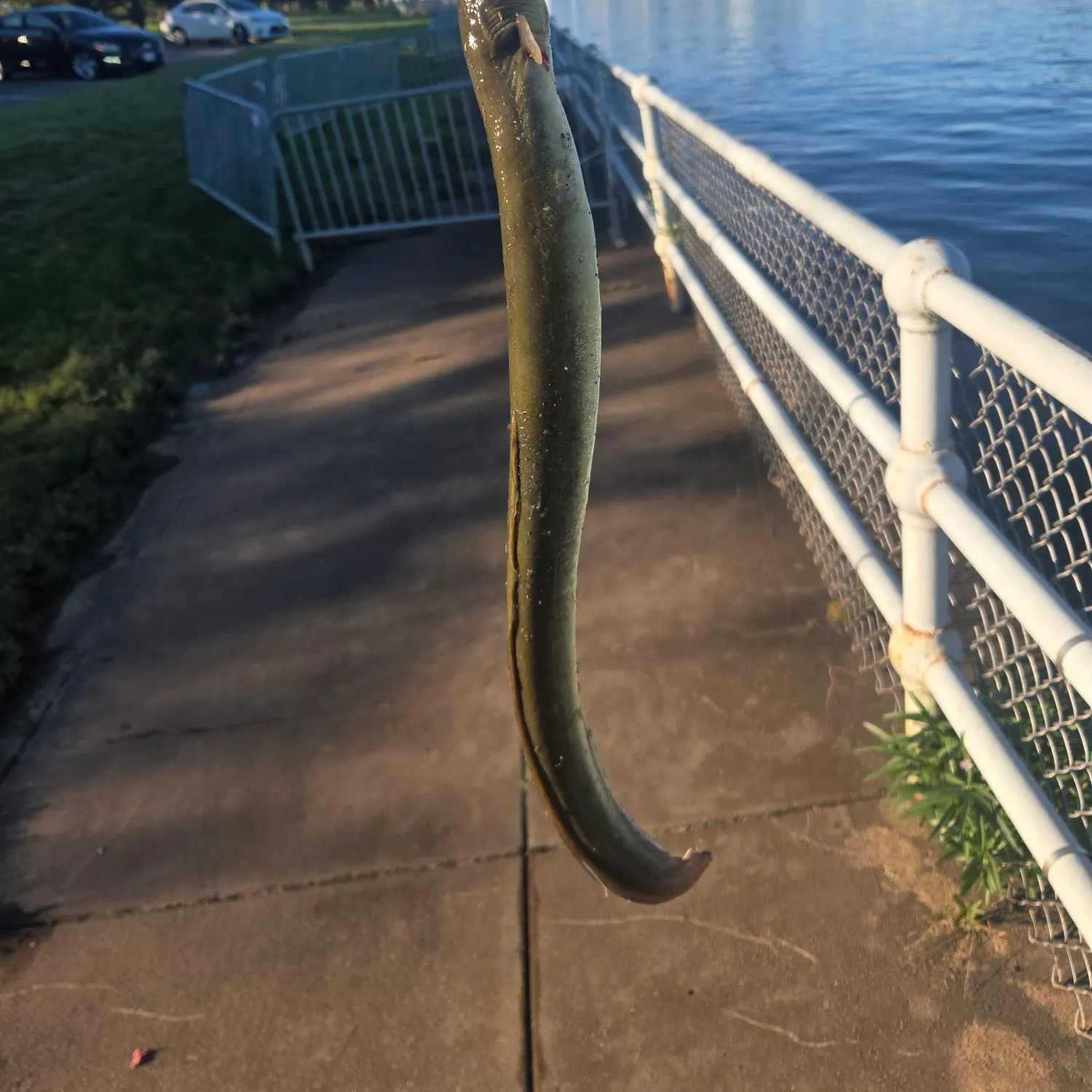 American eel caught on Fishbrain